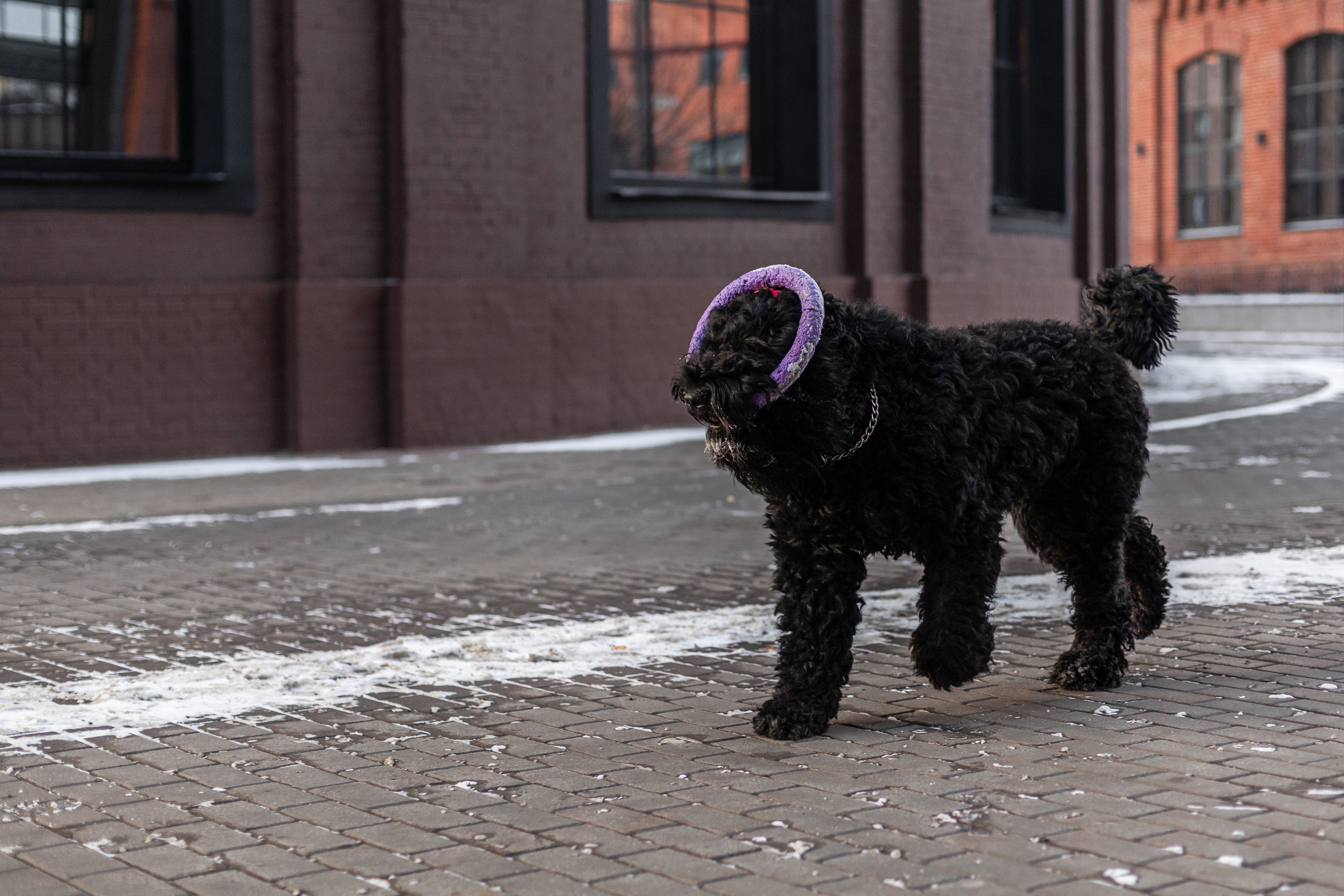 Фотопрогулка завод Арма. Фотограф-анималист Татьяна Степанова
