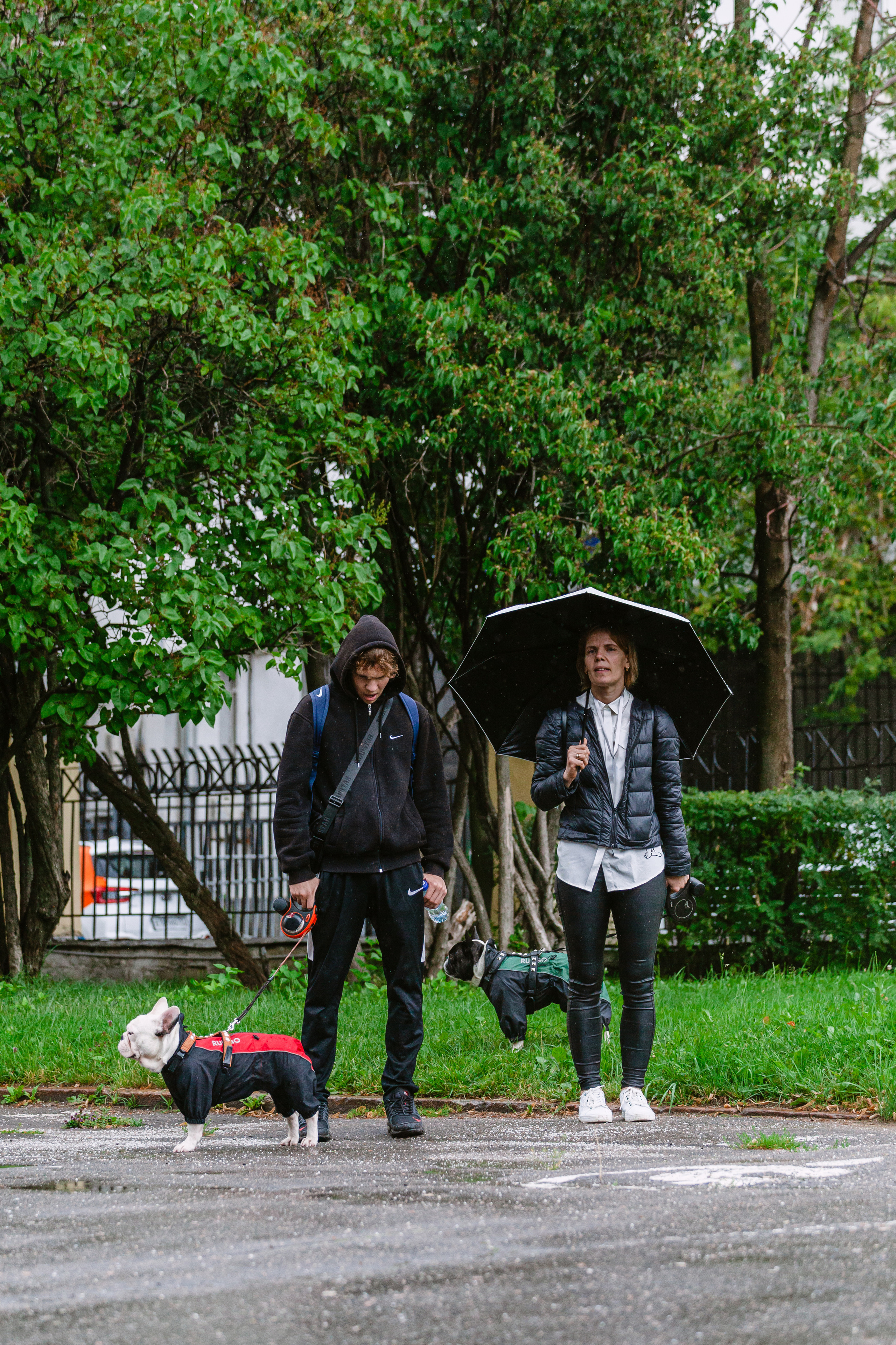 Парад французских бульдогов 15.07.2023. Фотограф-анималист Татьяна Степанова