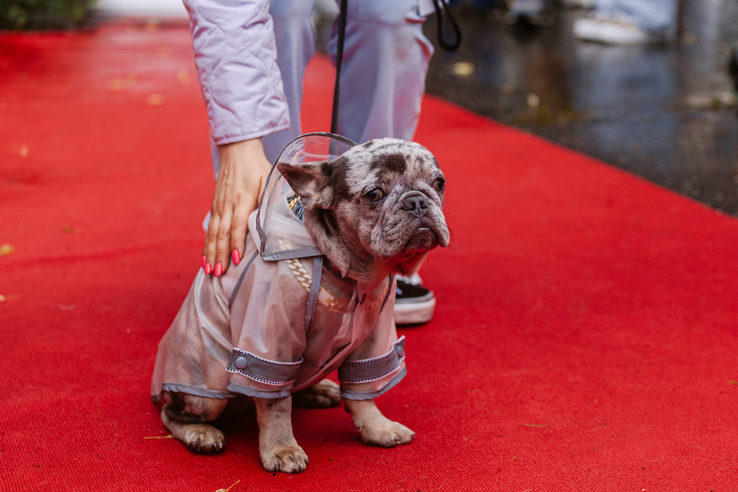 Парад французских бульдогов 15.07.2023. Фотограф-анималист Татьяна Степанова