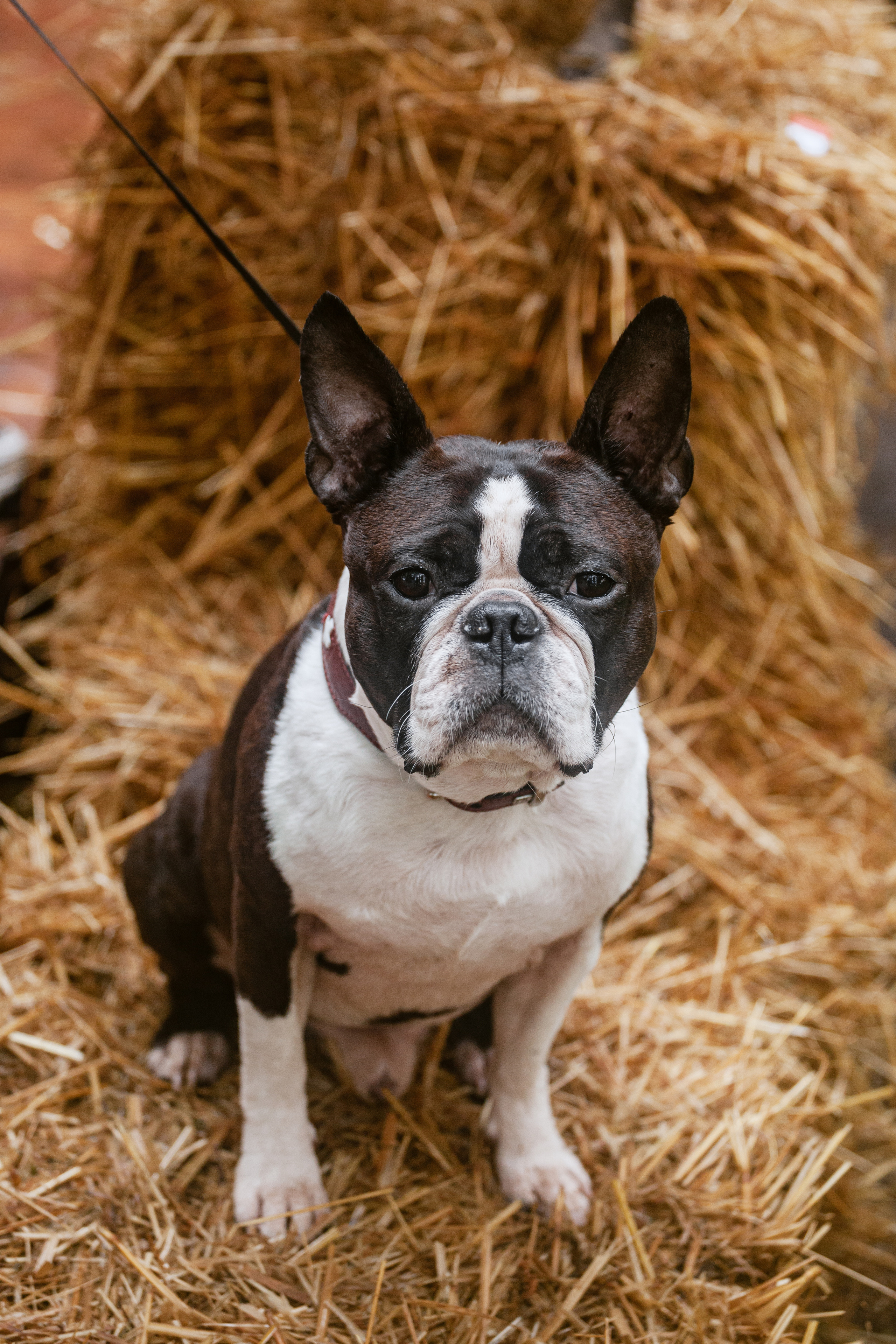 Парад французских бульдогов 15.07.2023. Фотограф-анималист Татьяна Степанова