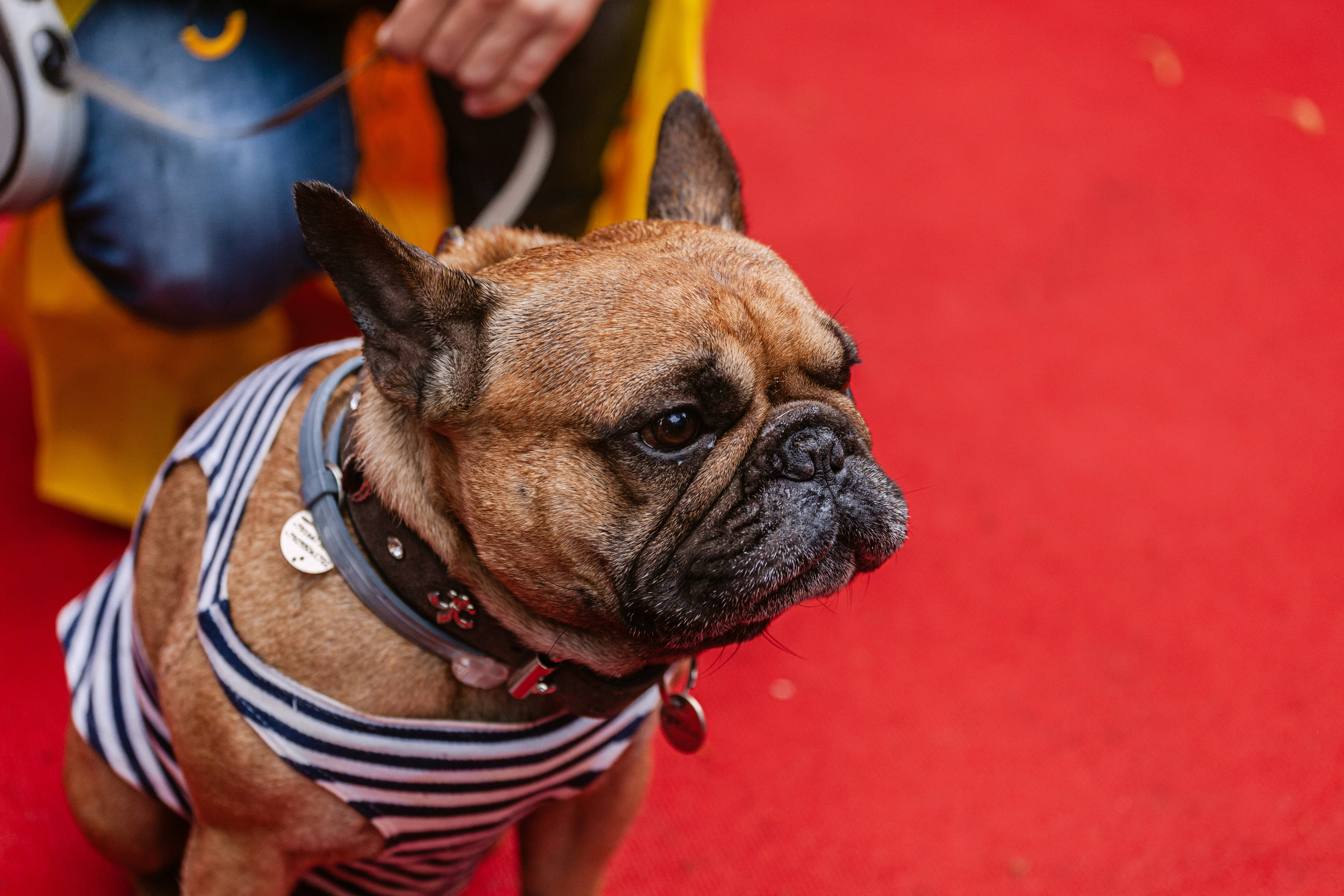 Парад французских бульдогов 15.07.2023. Фотограф-анималист Татьяна Степанова