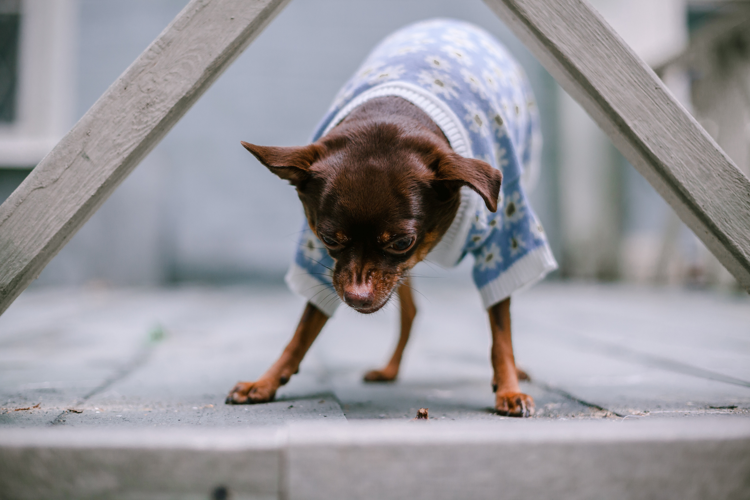 Юля и Леонид. Фотограф-анималист Татьяна Степанова