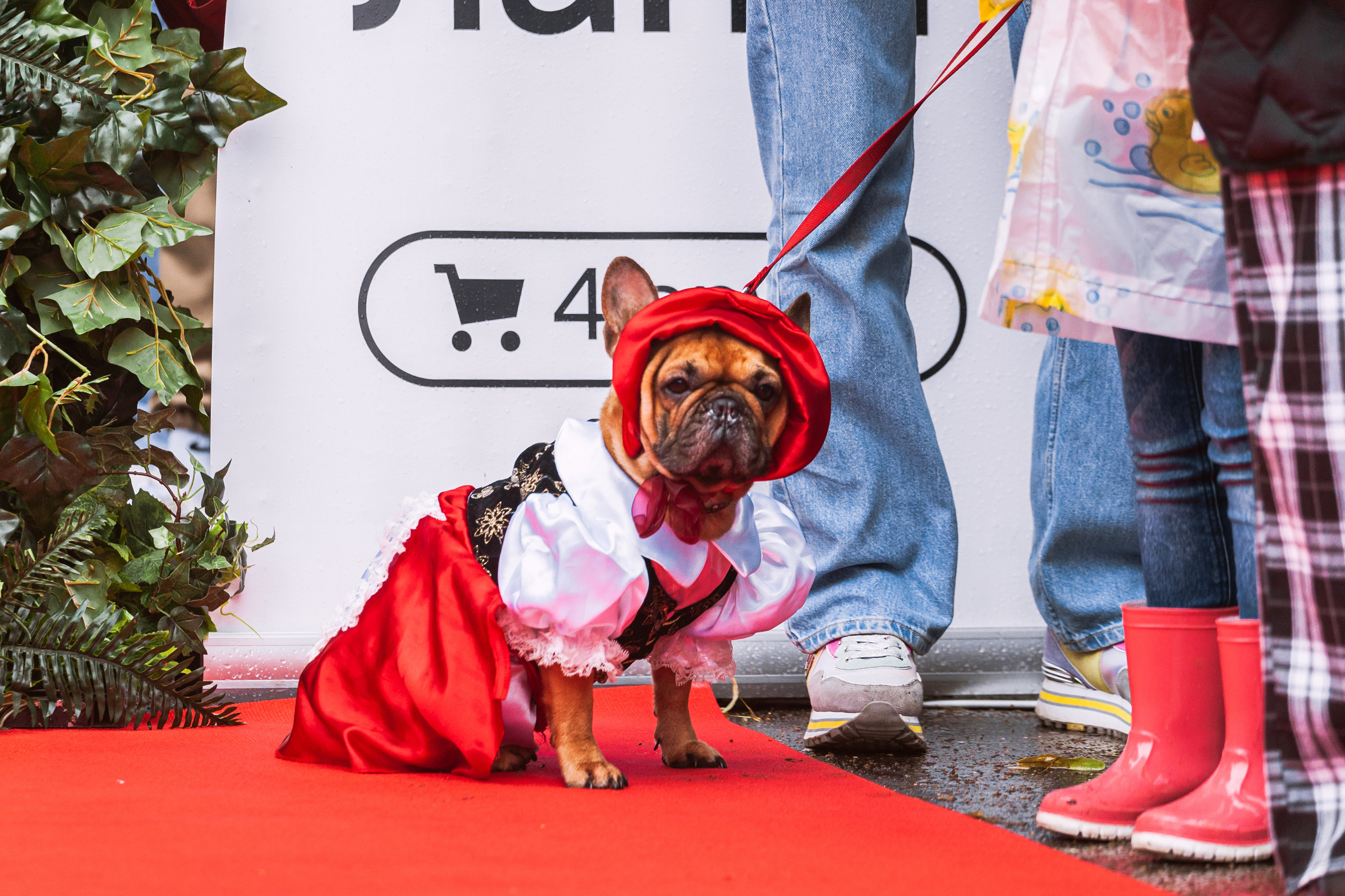 Парад французских бульдогов 15.07.2023. Фотограф-анималист Татьяна Степанова