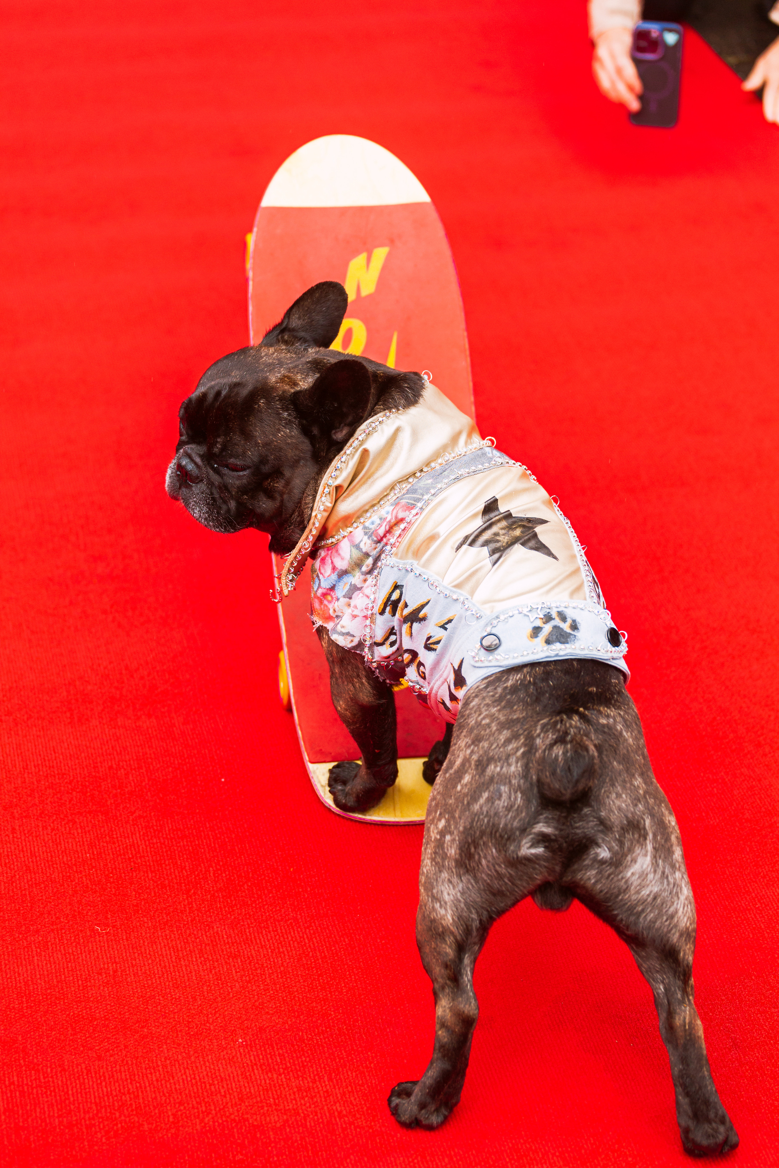 Парад французских бульдогов 15.07.2023. Фотограф-анималист Татьяна Степанова