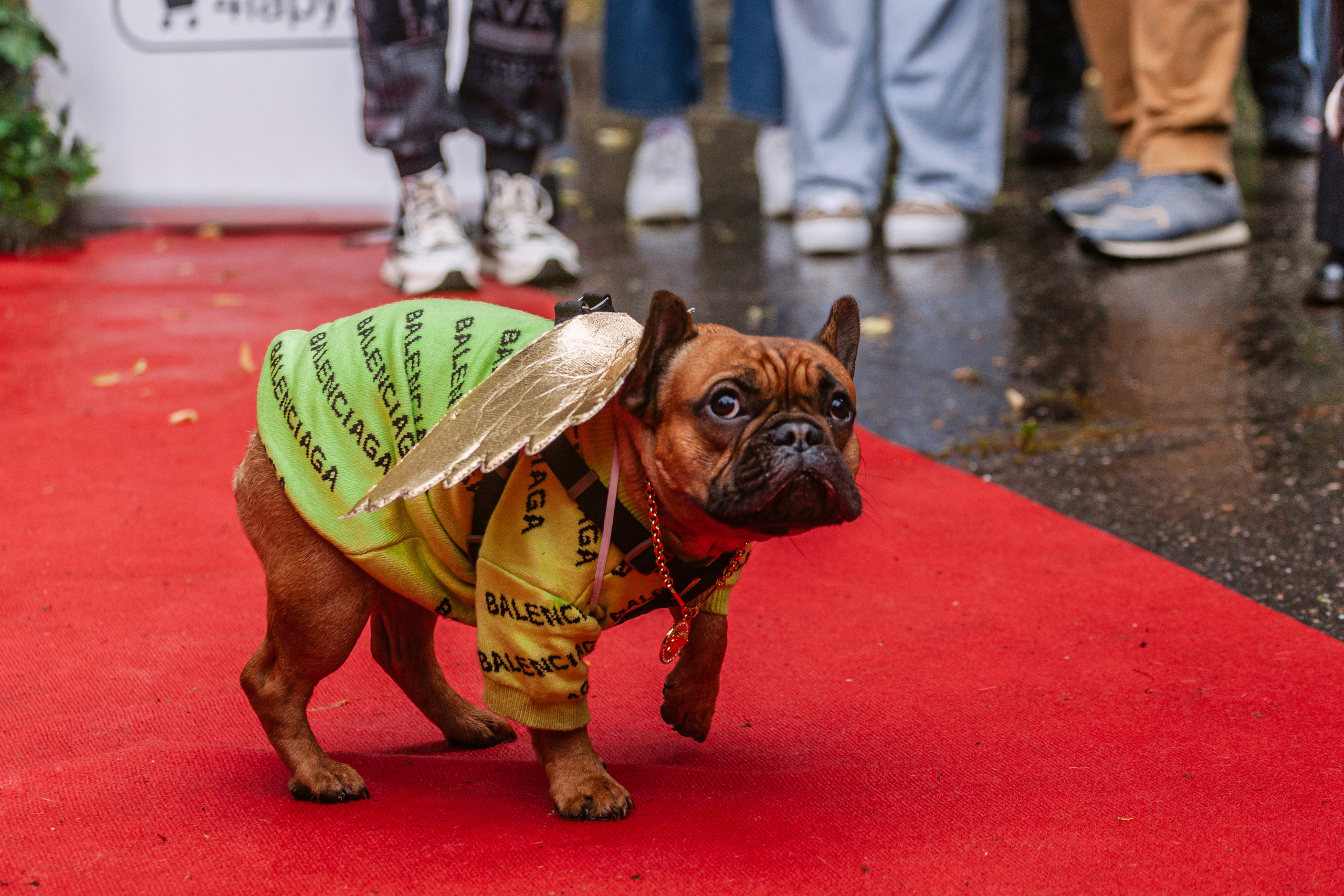Парад французских бульдогов 15.07.2023. Фотограф-анималист Татьяна Степанова