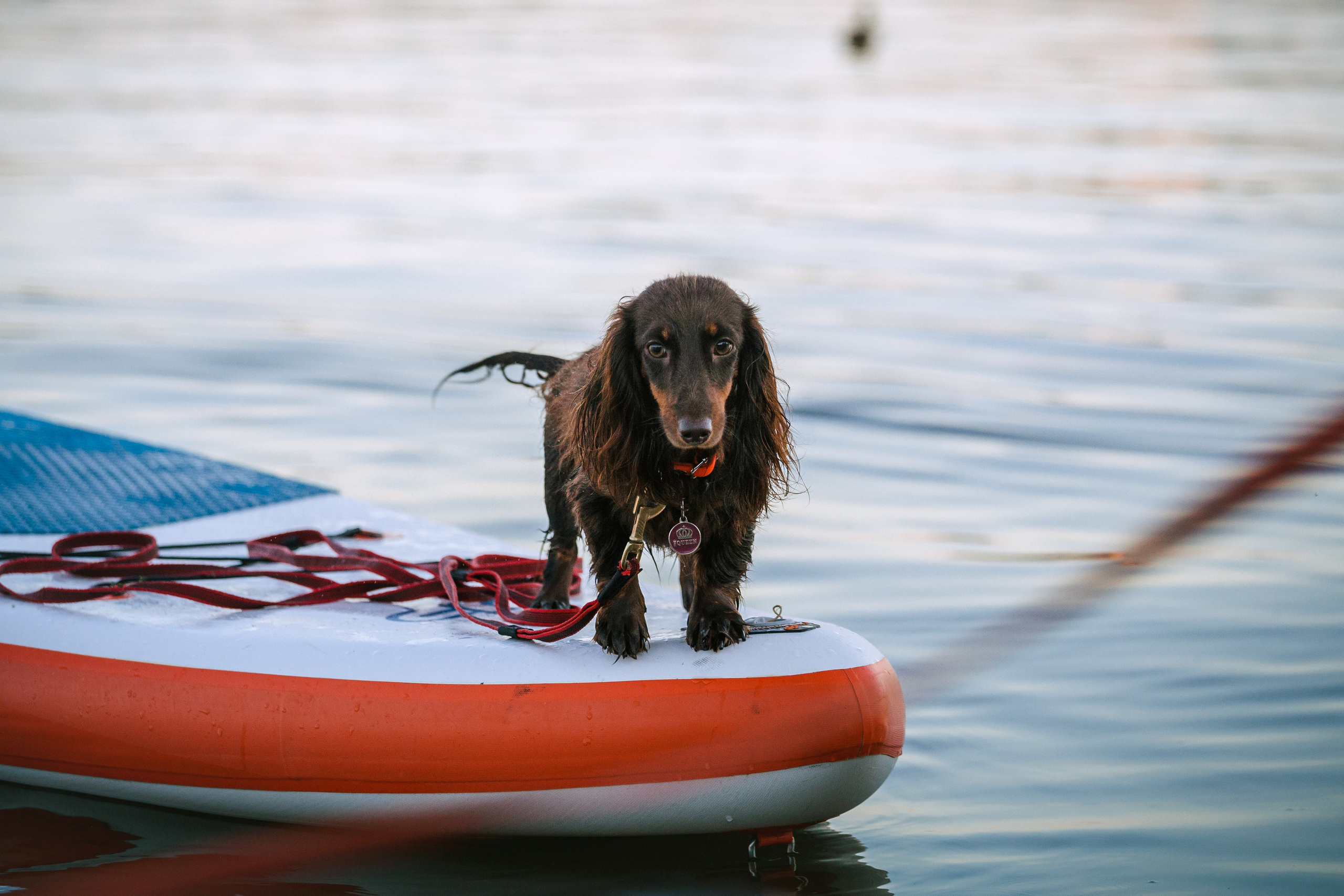 Света и Егор на сапах. Фотограф-анималист Татьяна Степанова
