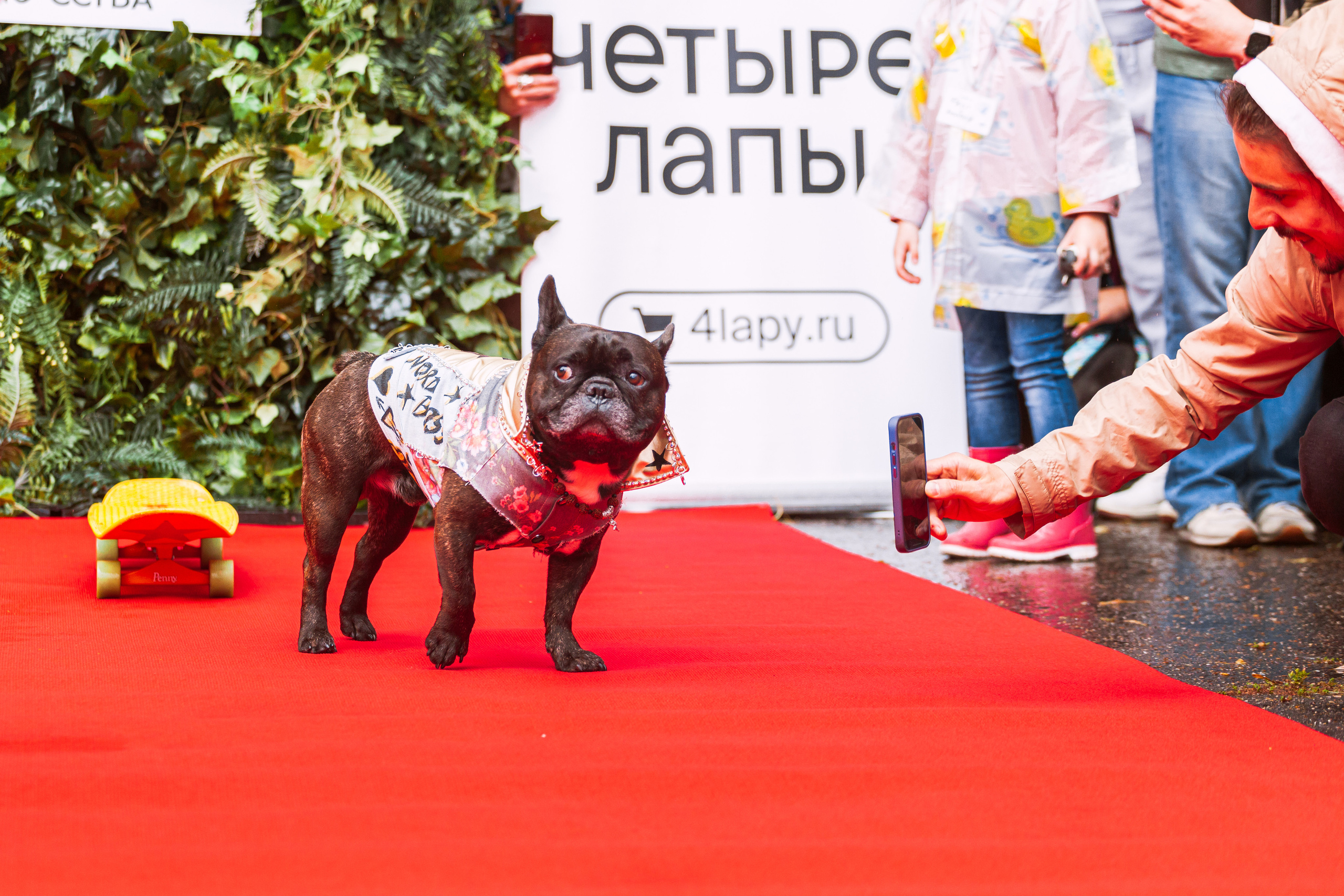 Парад французских бульдогов 15.07.2023. Фотограф-анималист Татьяна Степанова