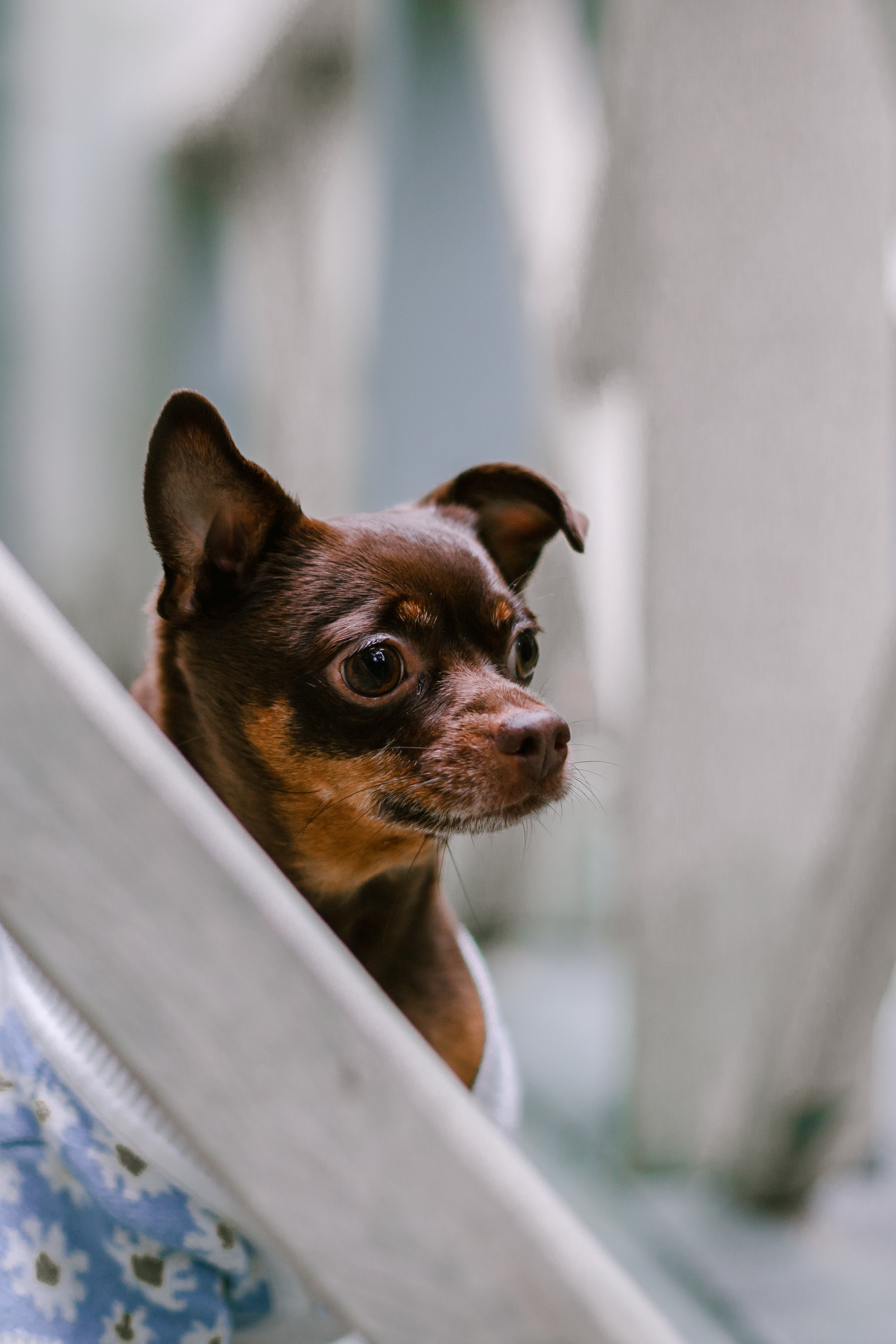 Юля и Леонид. Фотограф-анималист Татьяна Степанова