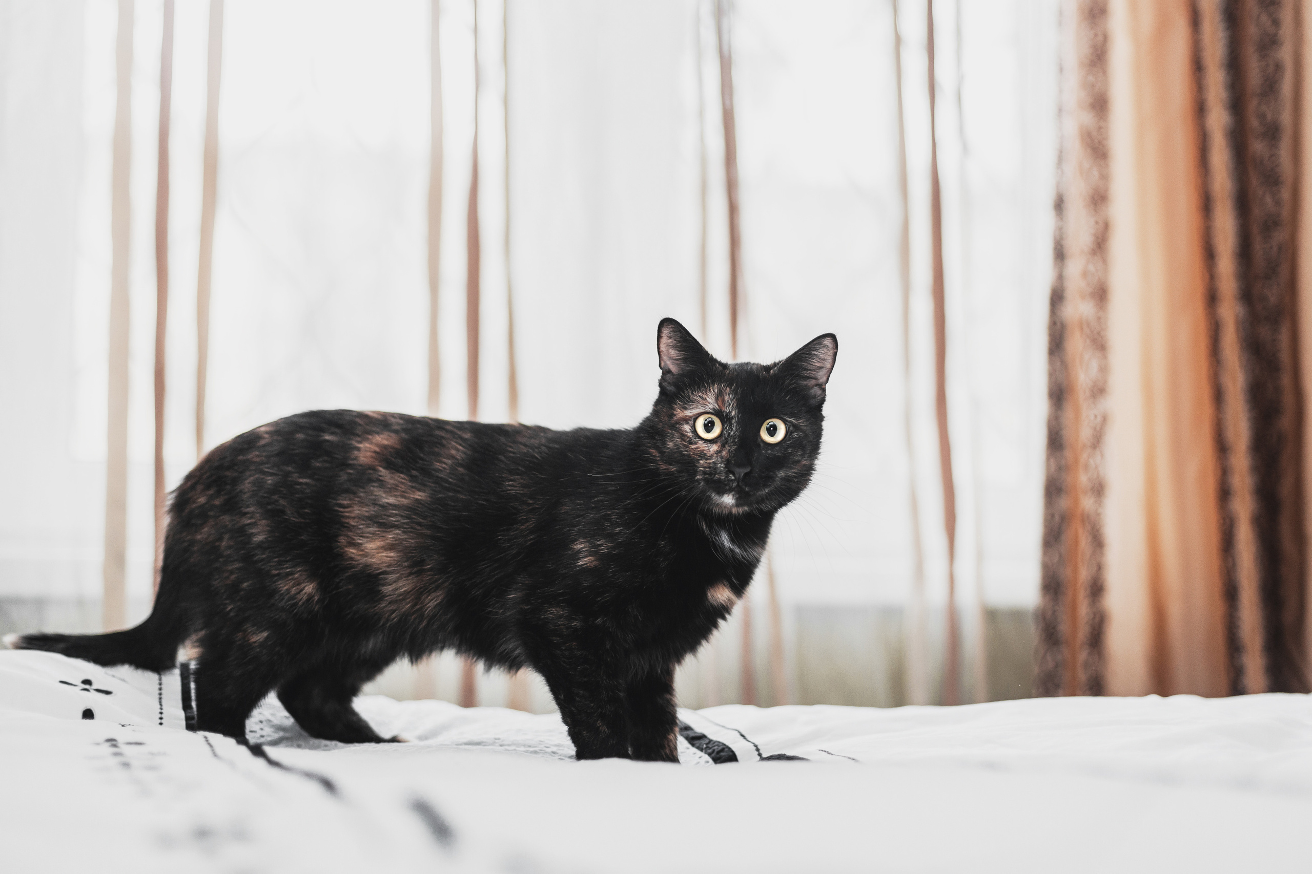 Кошка Черепашка 2023. Фотограф-анималист Татьяна Степанова