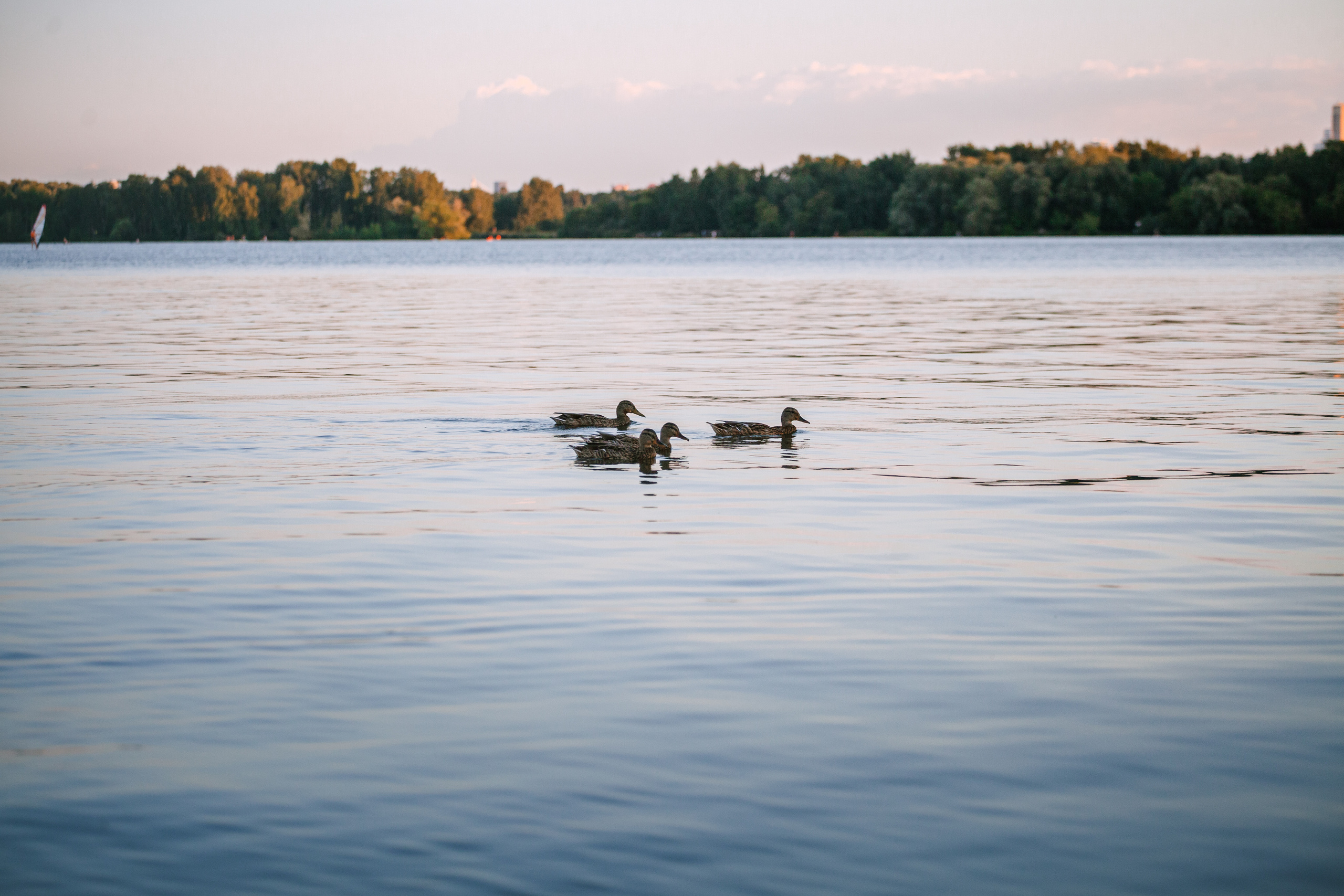 Света и Егор на сапах. Фотограф-анималист Татьяна Степанова
