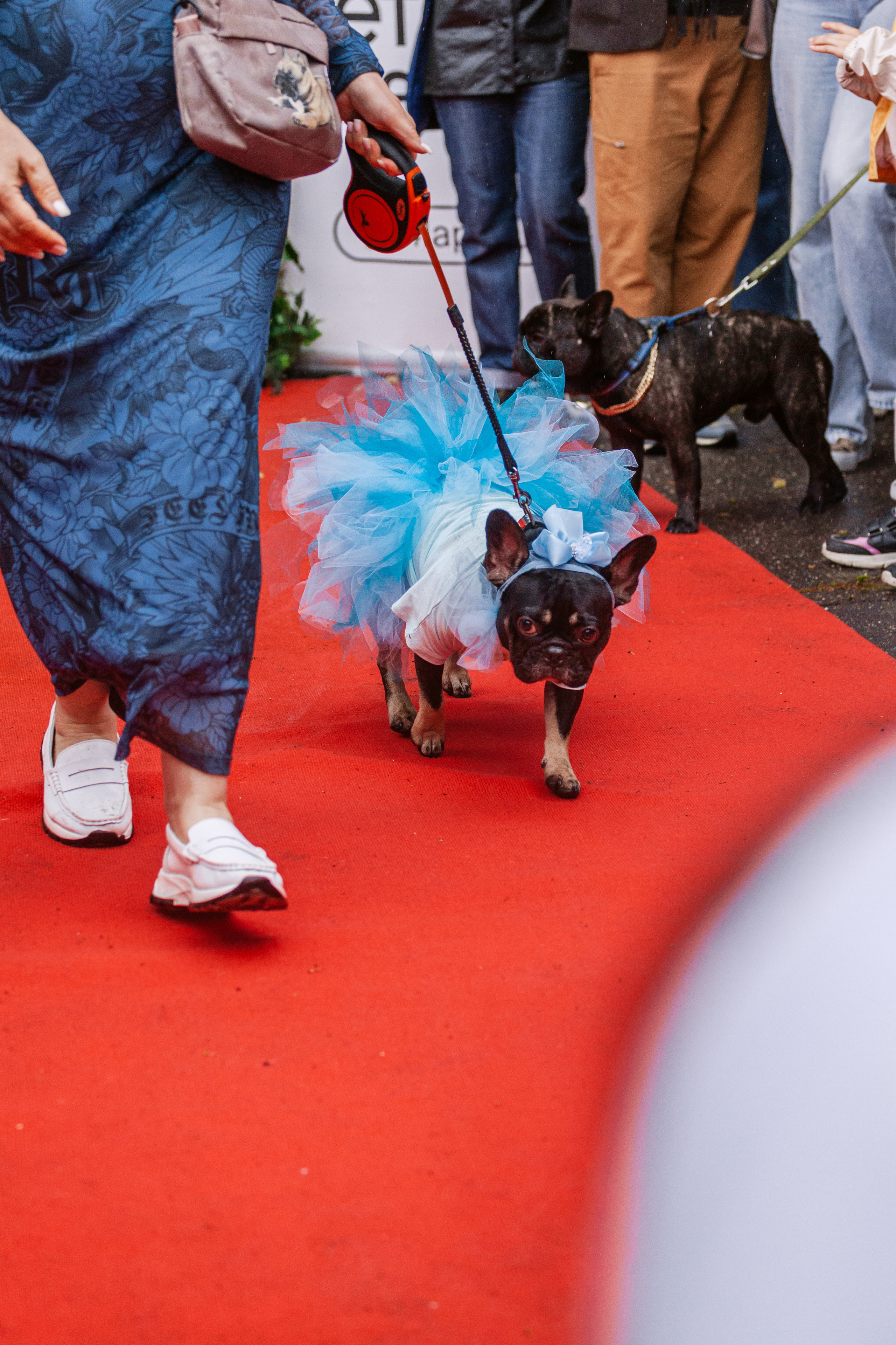Парад французских бульдогов 15.07.2023. Фотограф-анималист Татьяна Степанова