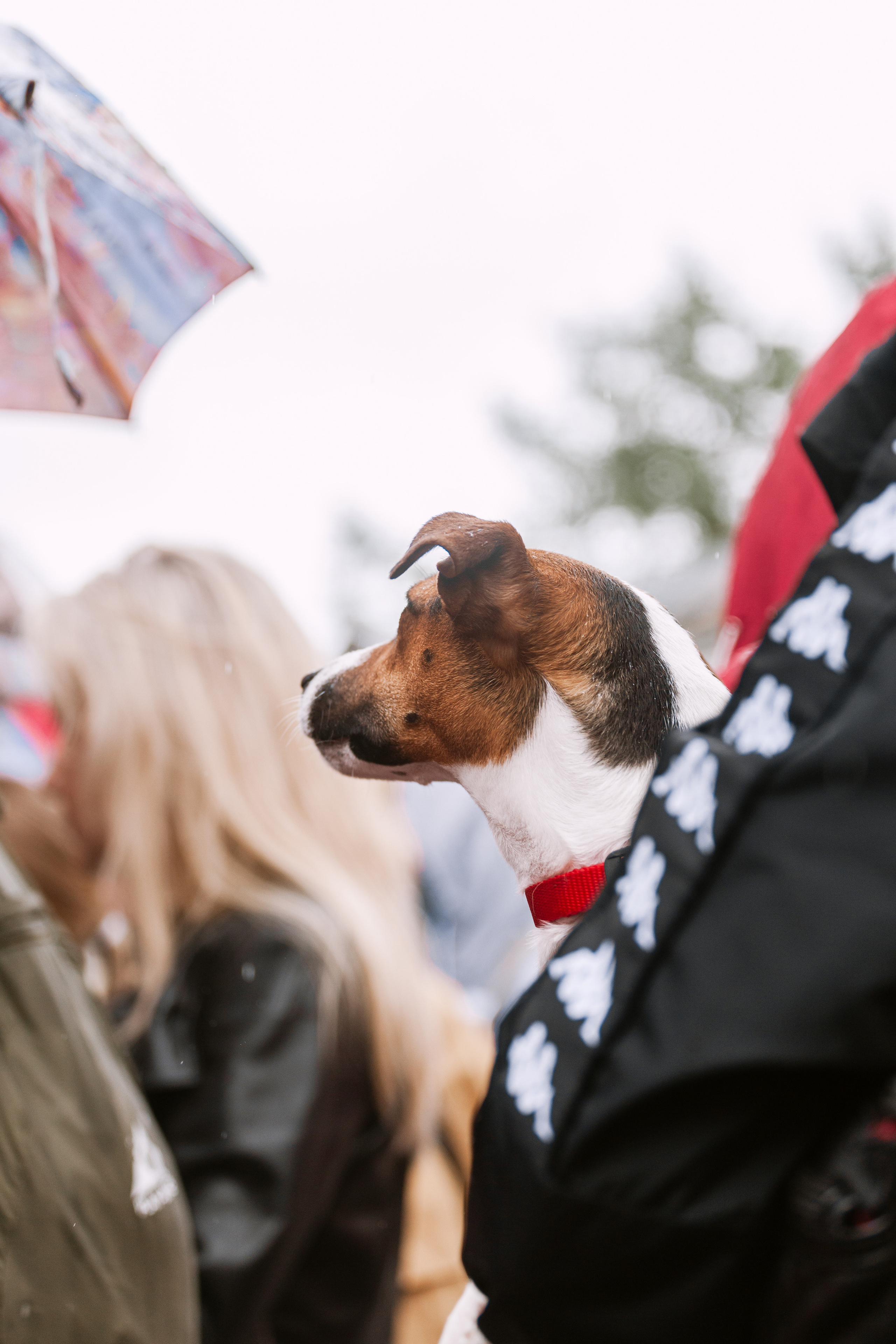 Парад французских бульдогов 15.07.2023. Фотограф-анималист Татьяна Степанова