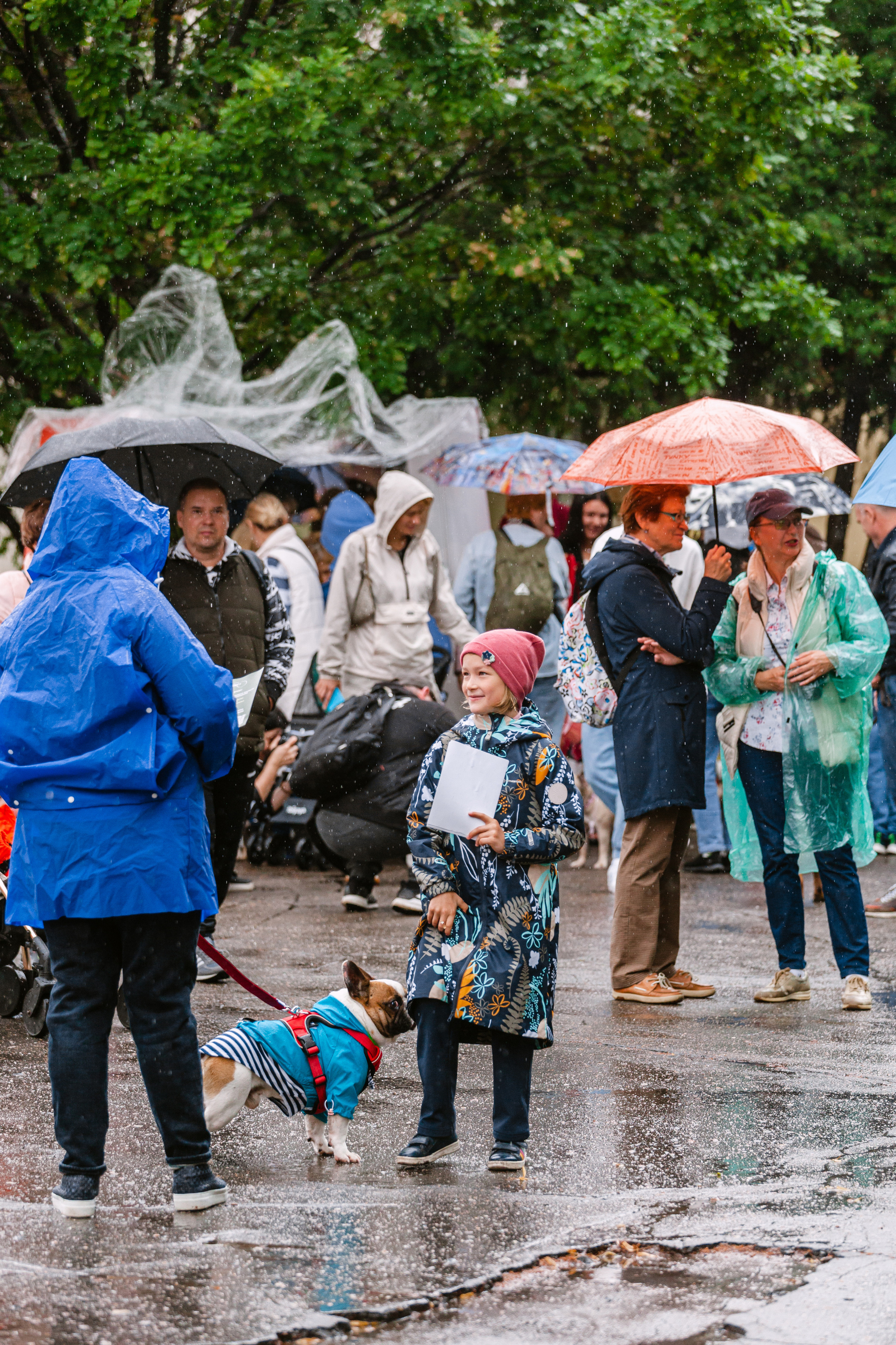 Парад французских бульдогов 15.07.2023. Фотограф-анималист Татьяна Степанова