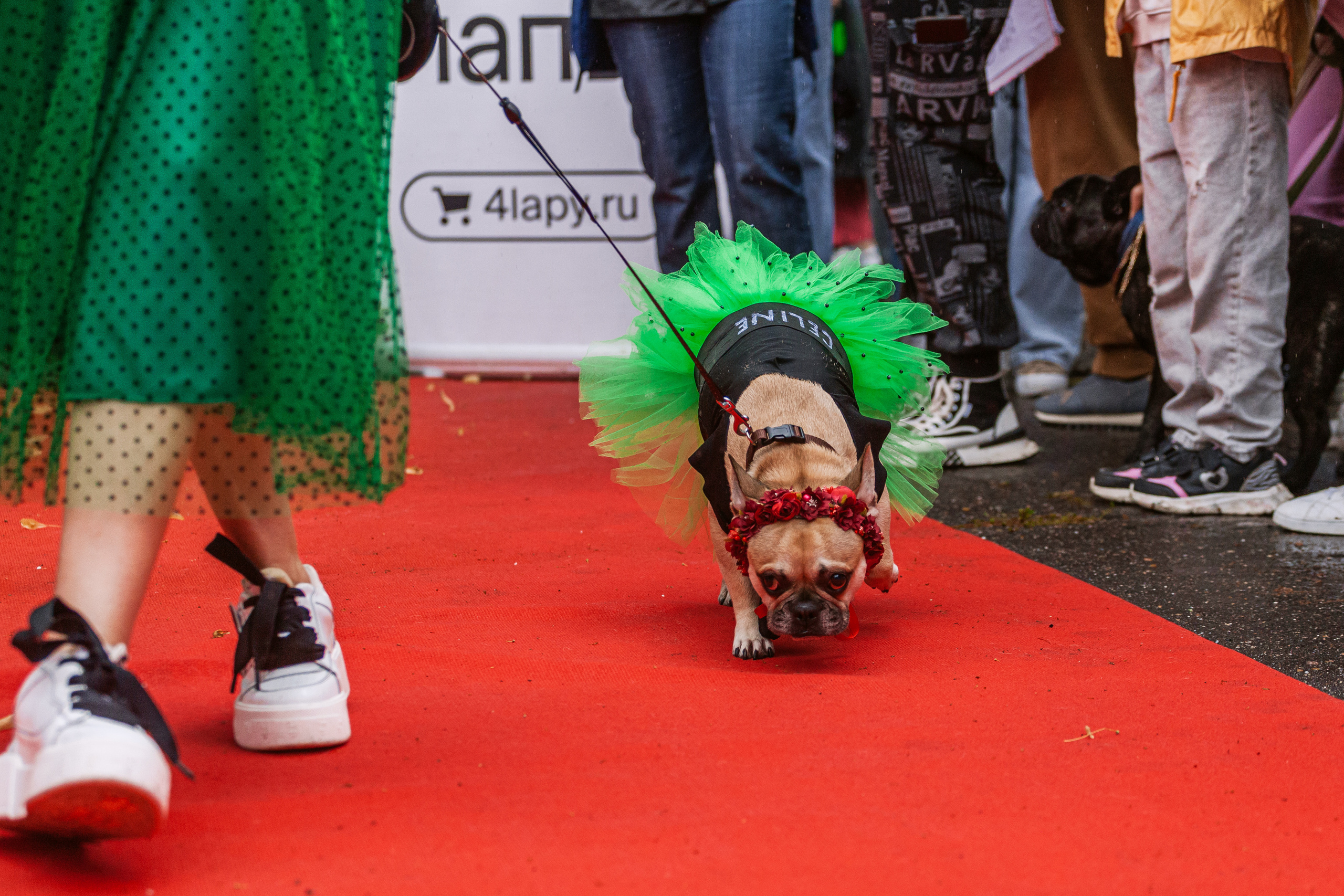 Парад французских бульдогов 15.07.2023. Фотограф-анималист Татьяна Степанова