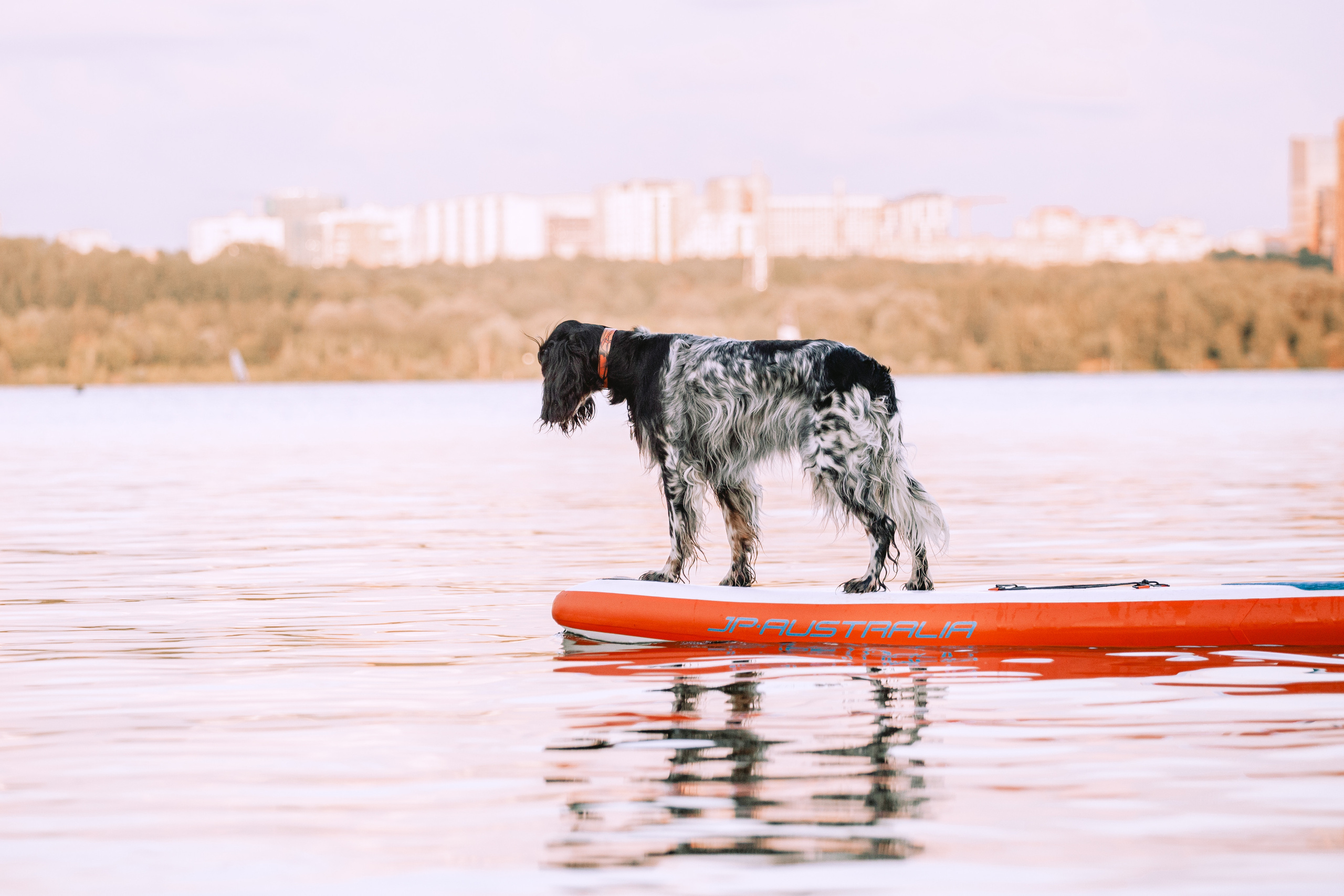 Света и Егор на сапах. Фотограф-анималист Татьяна Степанова