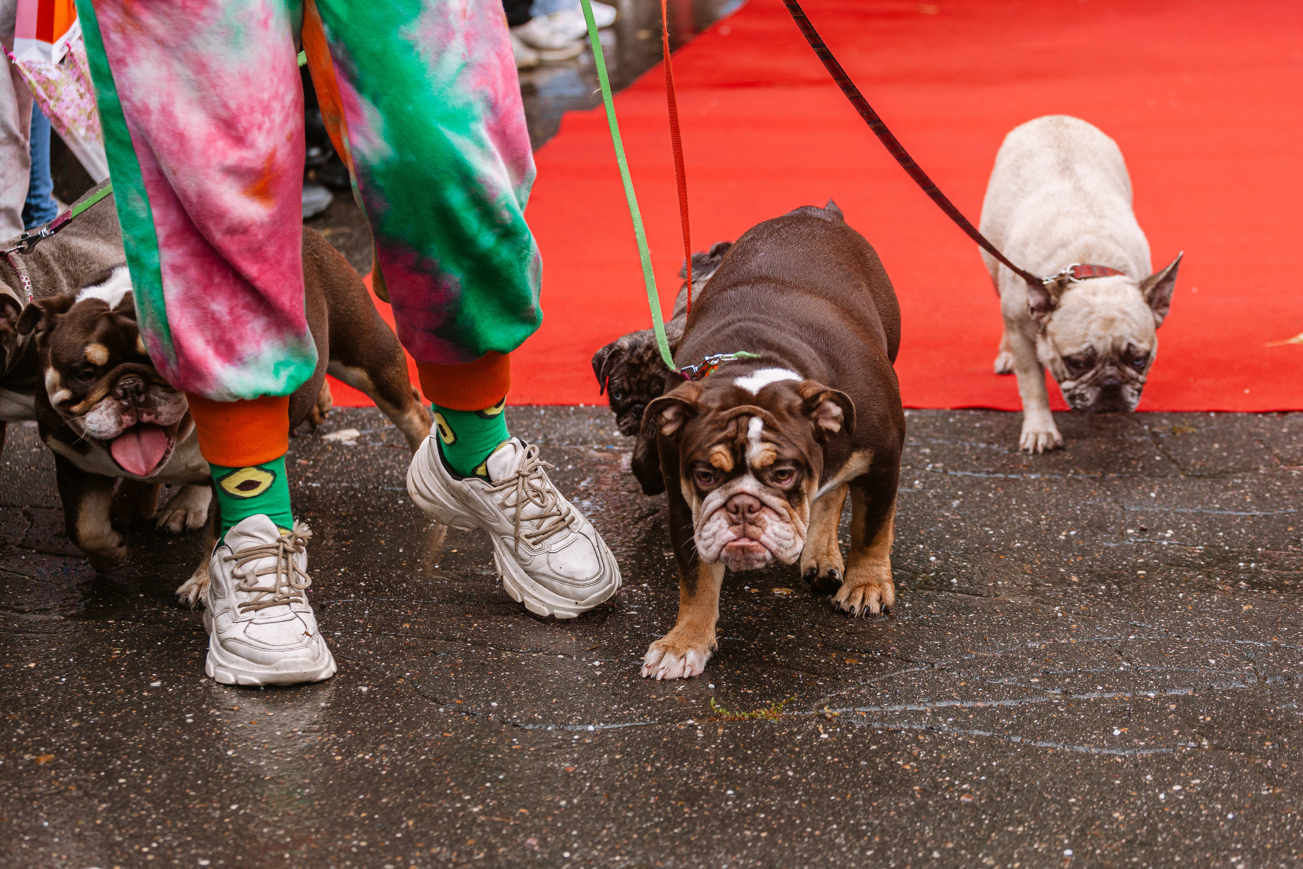 Парад французских бульдогов 15.07.2023. Фотограф-анималист Татьяна Степанова