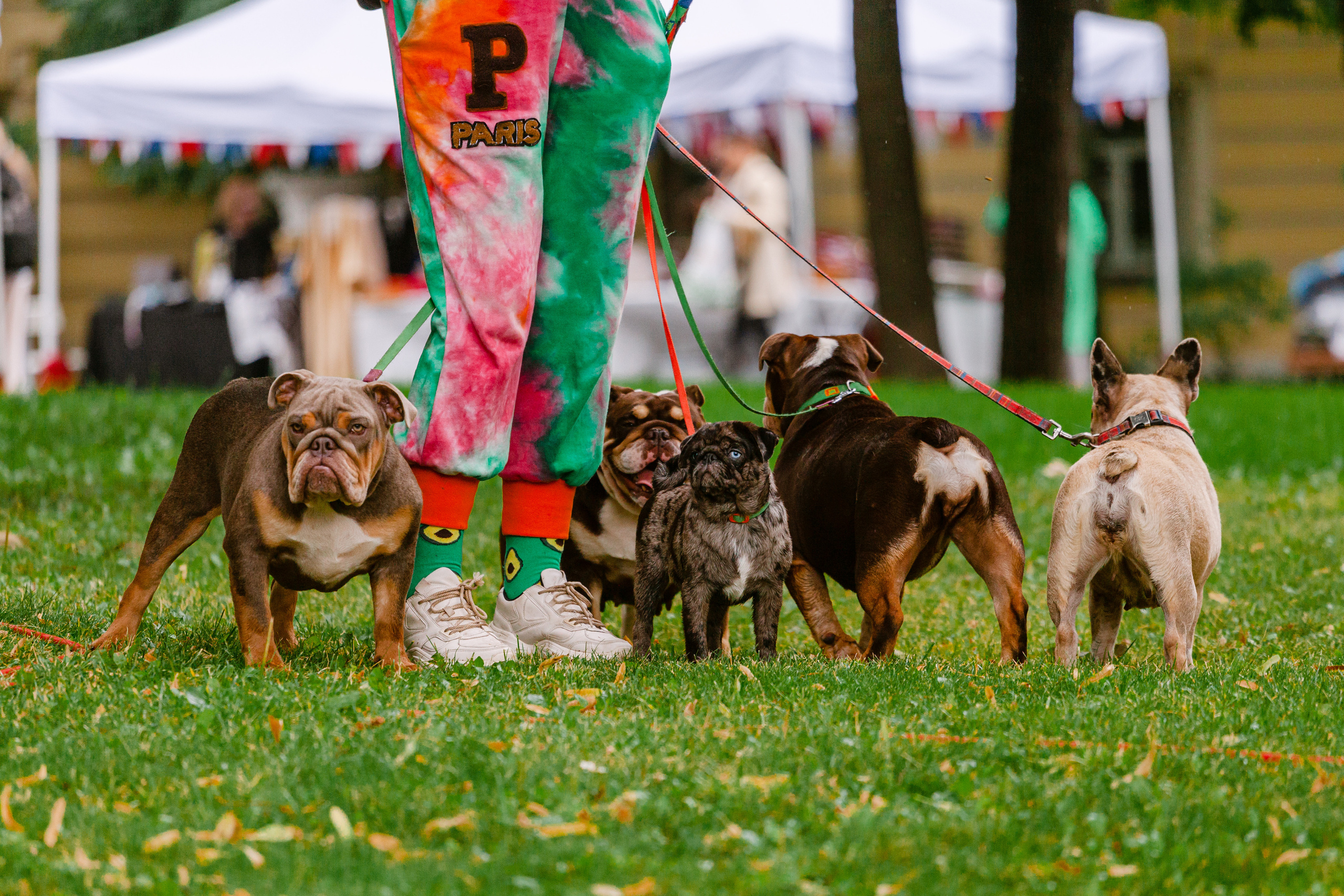 Парад французских бульдогов 15.07.2023. Фотограф-анималист Татьяна Степанова