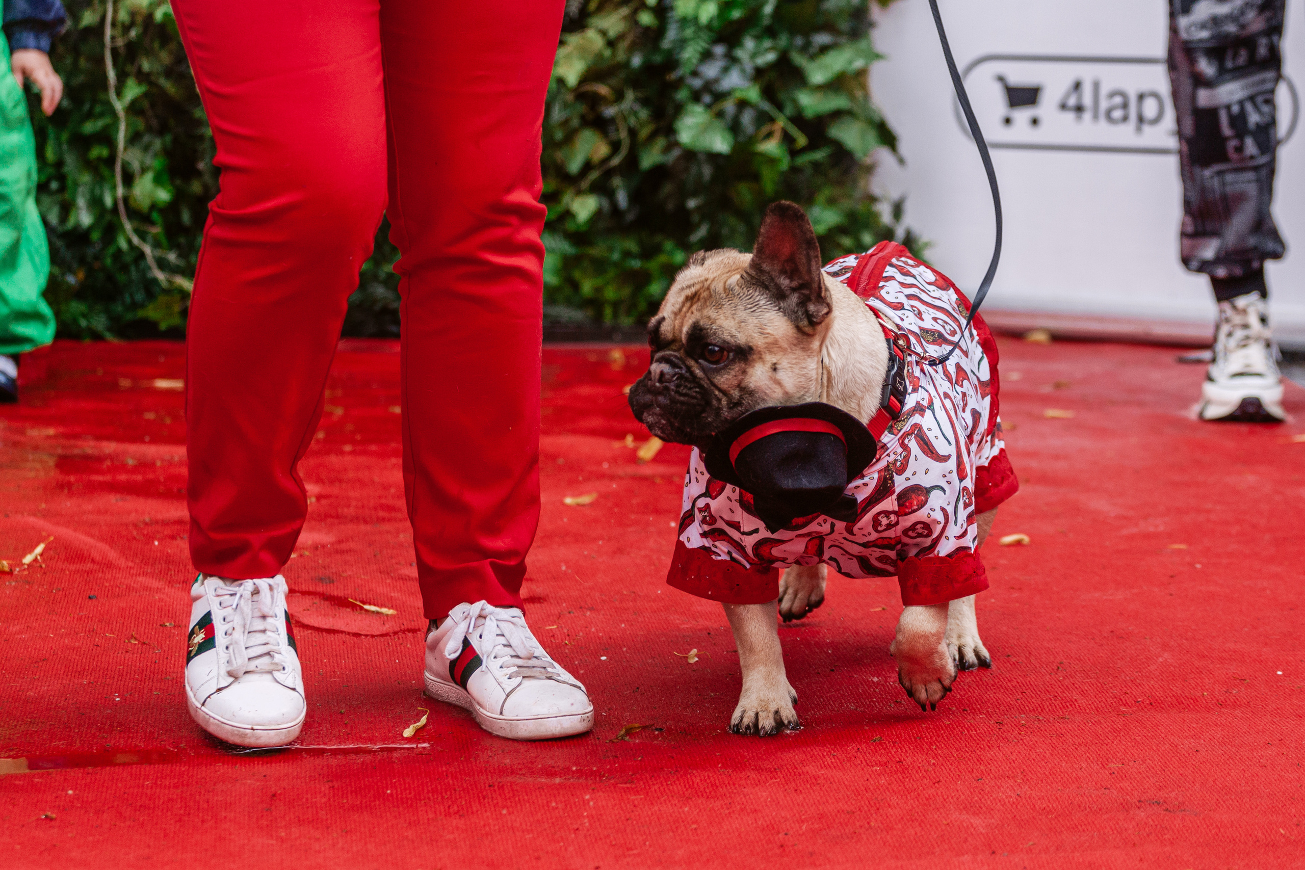Парад французских бульдогов 15.07.2023. Фотограф-анималист Татьяна Степанова