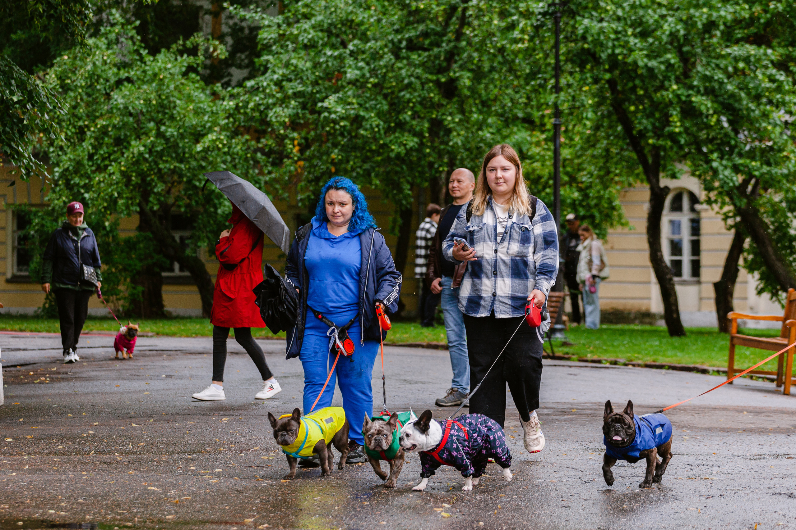 Парад французских бульдогов 15.07.2023. Фотограф-анималист Татьяна Степанова