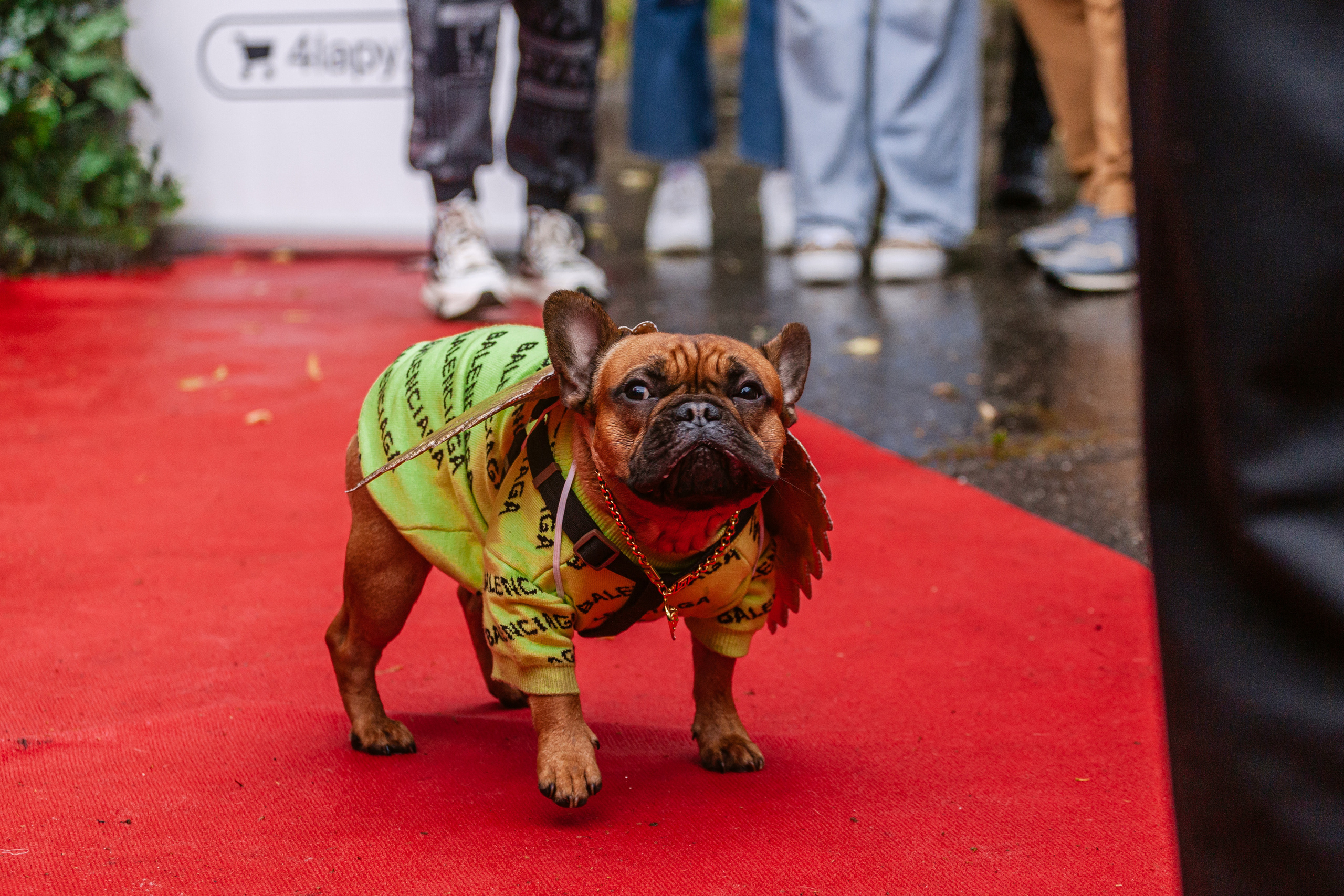 Парад французских бульдогов 15.07.2023. Фотограф-анималист Татьяна Степанова