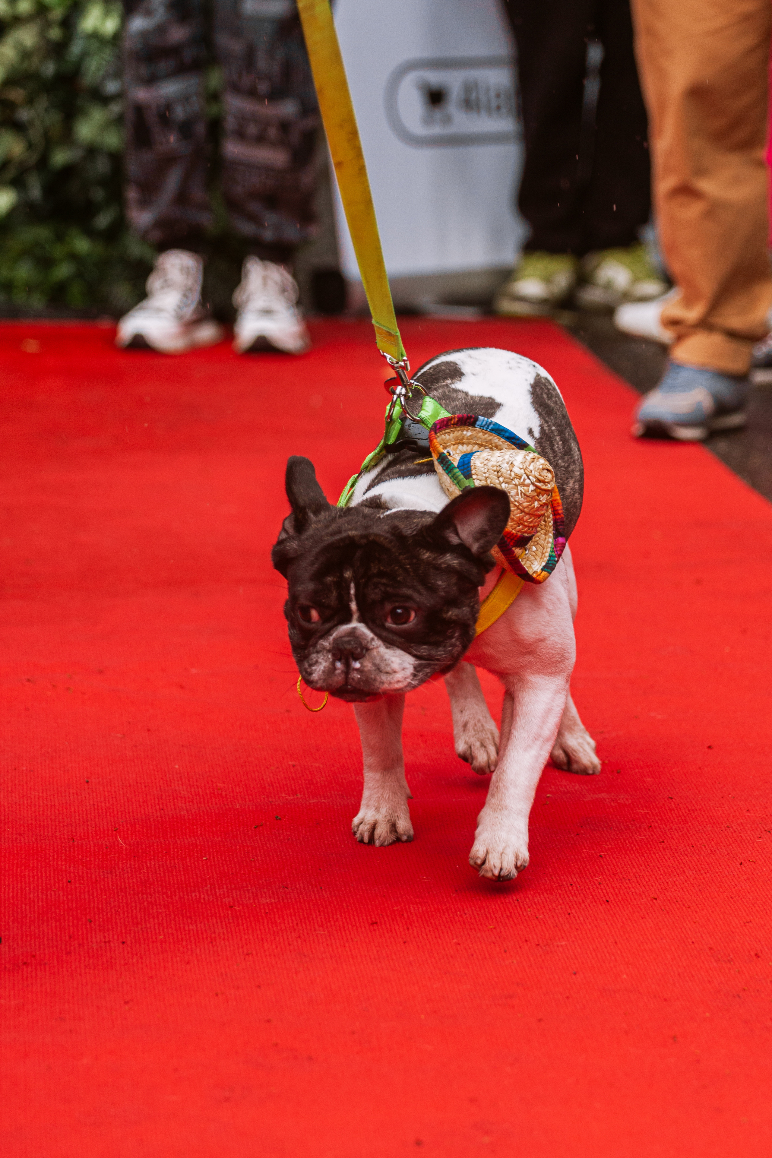 Парад французских бульдогов 15.07.2023. Фотограф-анималист Татьяна Степанова