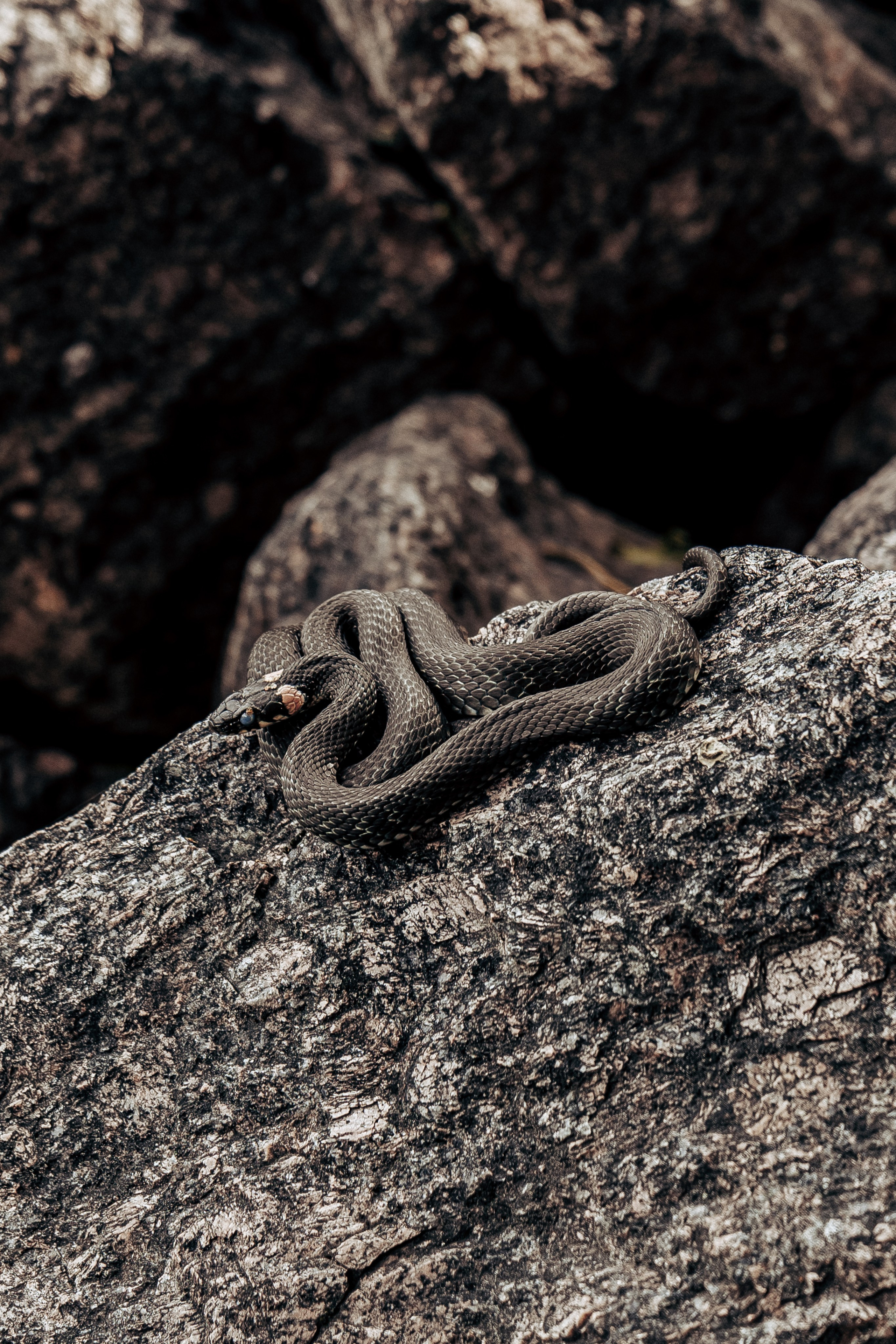 Фотосессия в лесу. Профессиональный фотограф в Санкт-Петербурге Александр Волосенцев