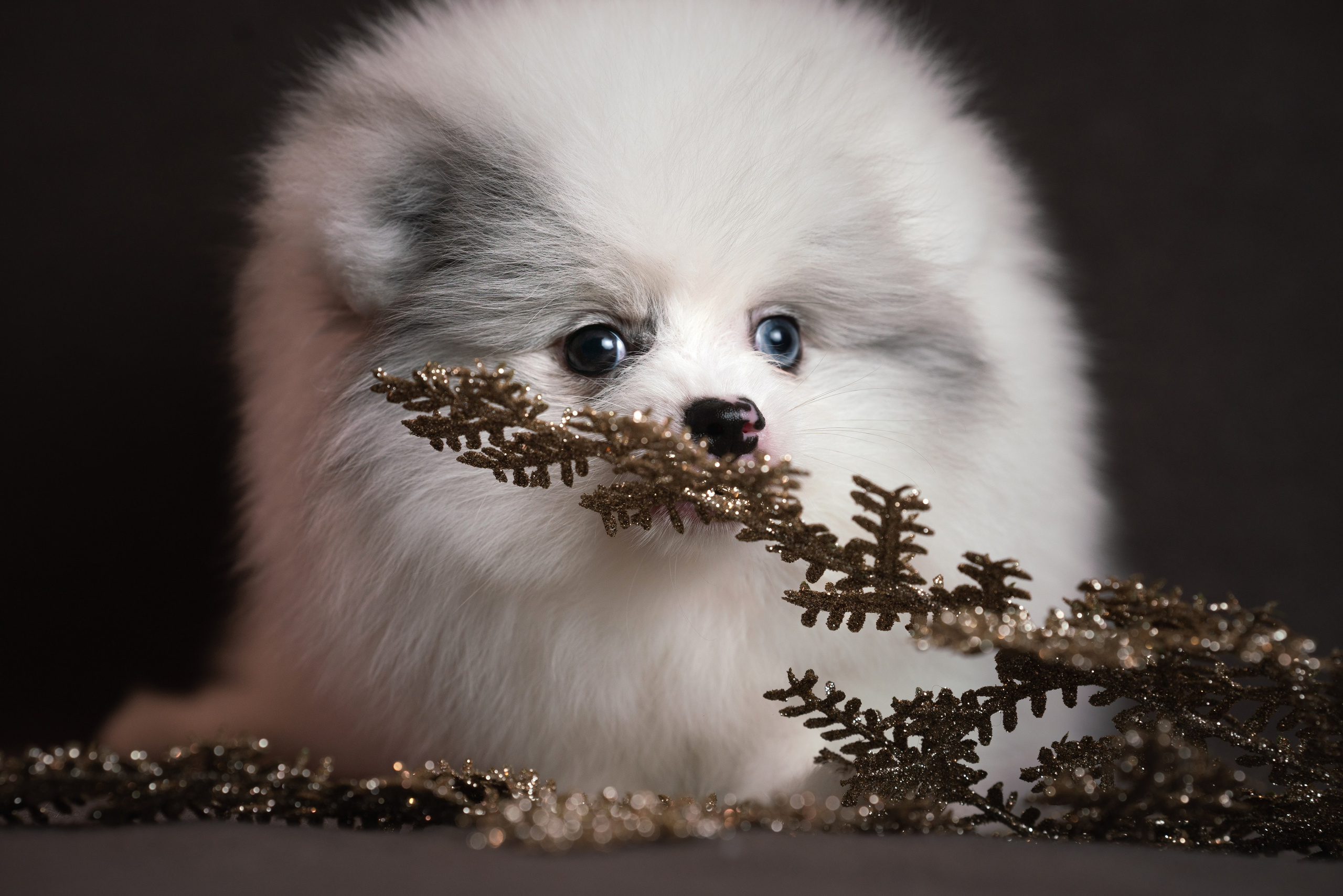 Шпицы. Фотограф анималист Осипчикова Мария