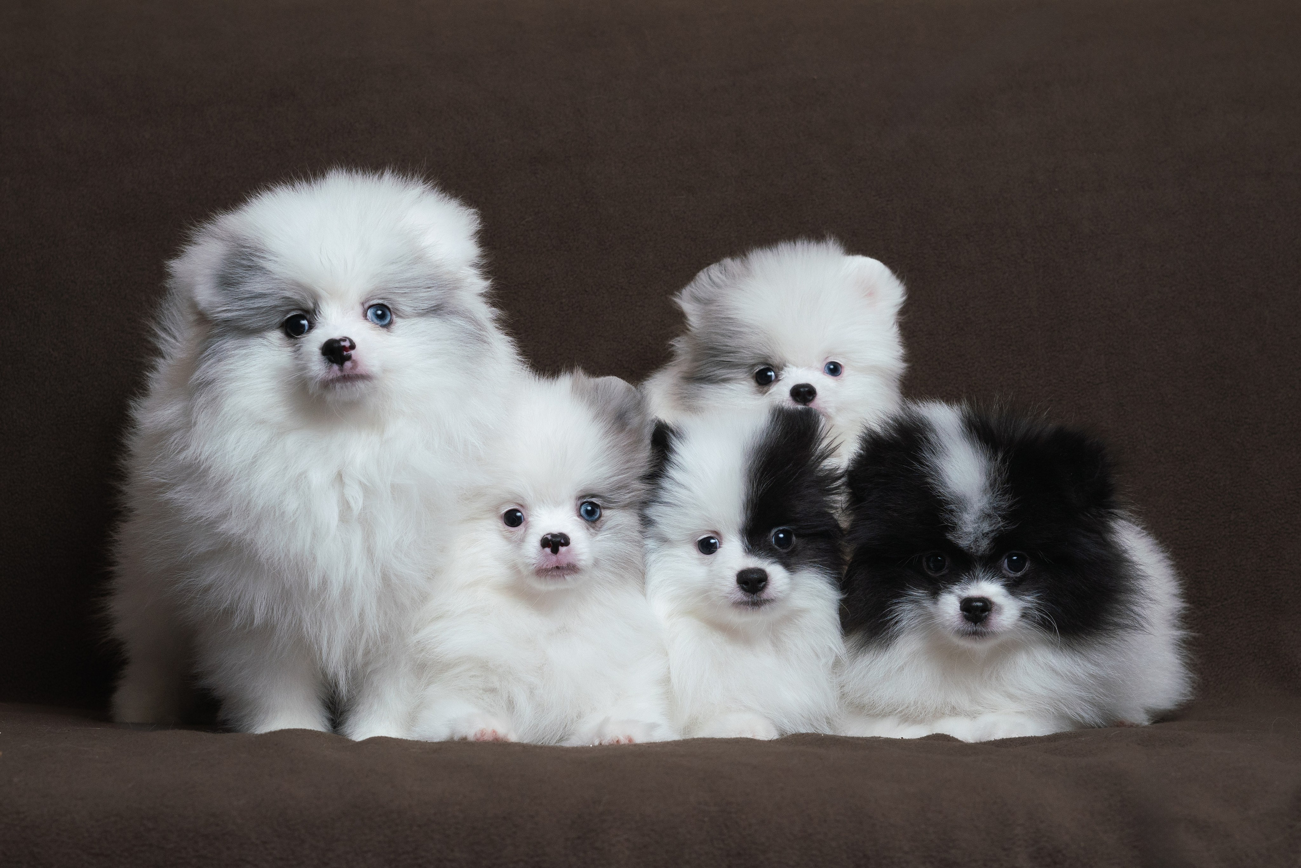 Шпицы. Фотограф анималист Осипчикова Мария