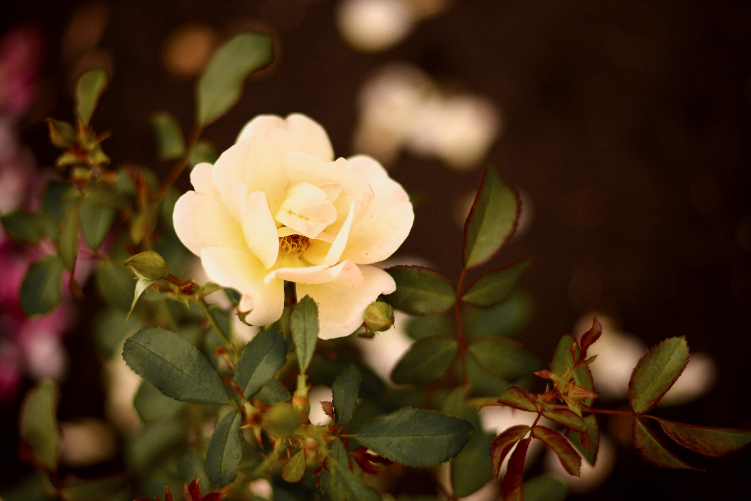 Дачные зарисовки. Приподаева Алёна семейный и детский фотограф в Красноярске