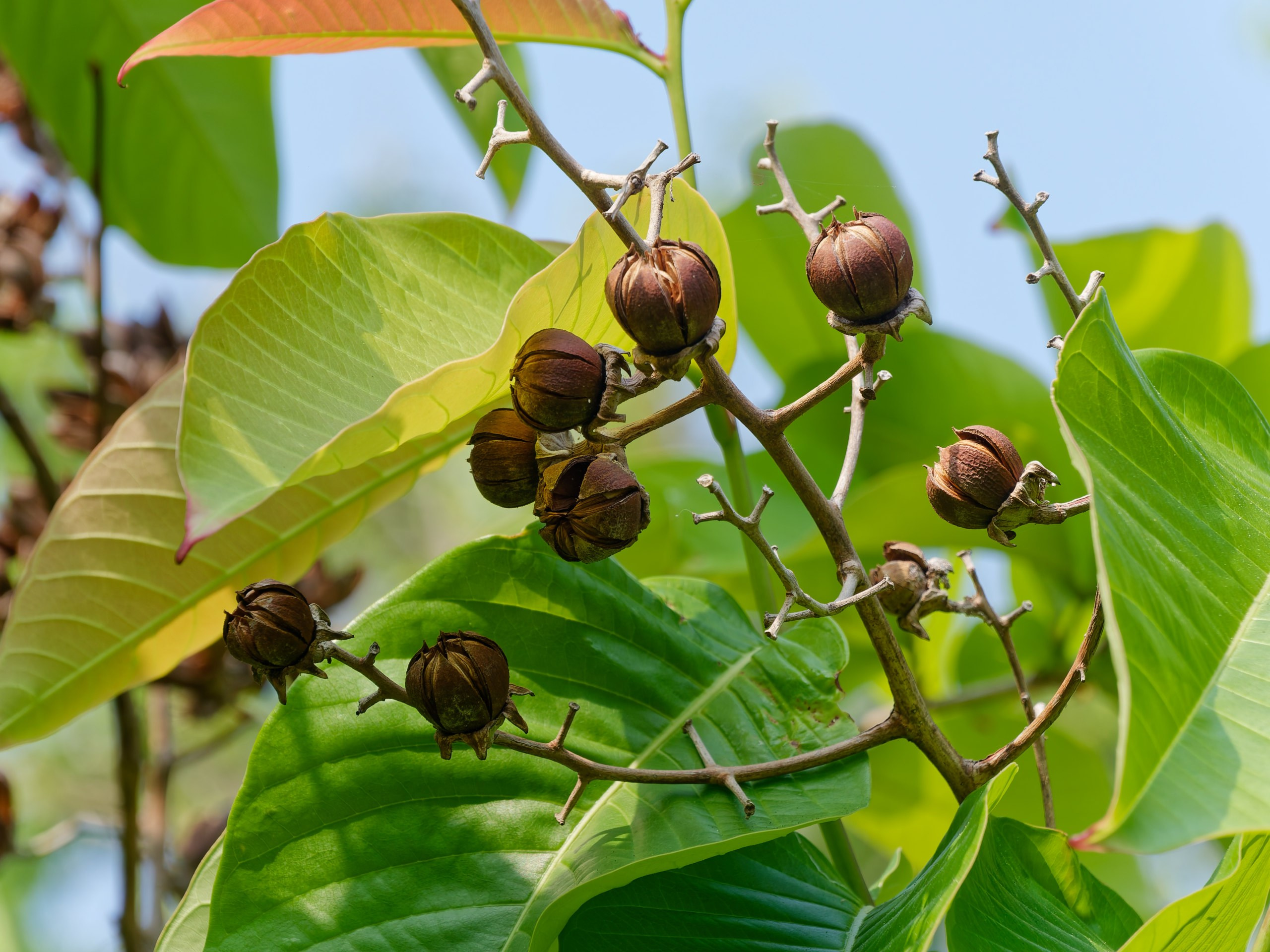 Хайнань 2026, флора, цветы и деревья. Фотопрогулки по Миру