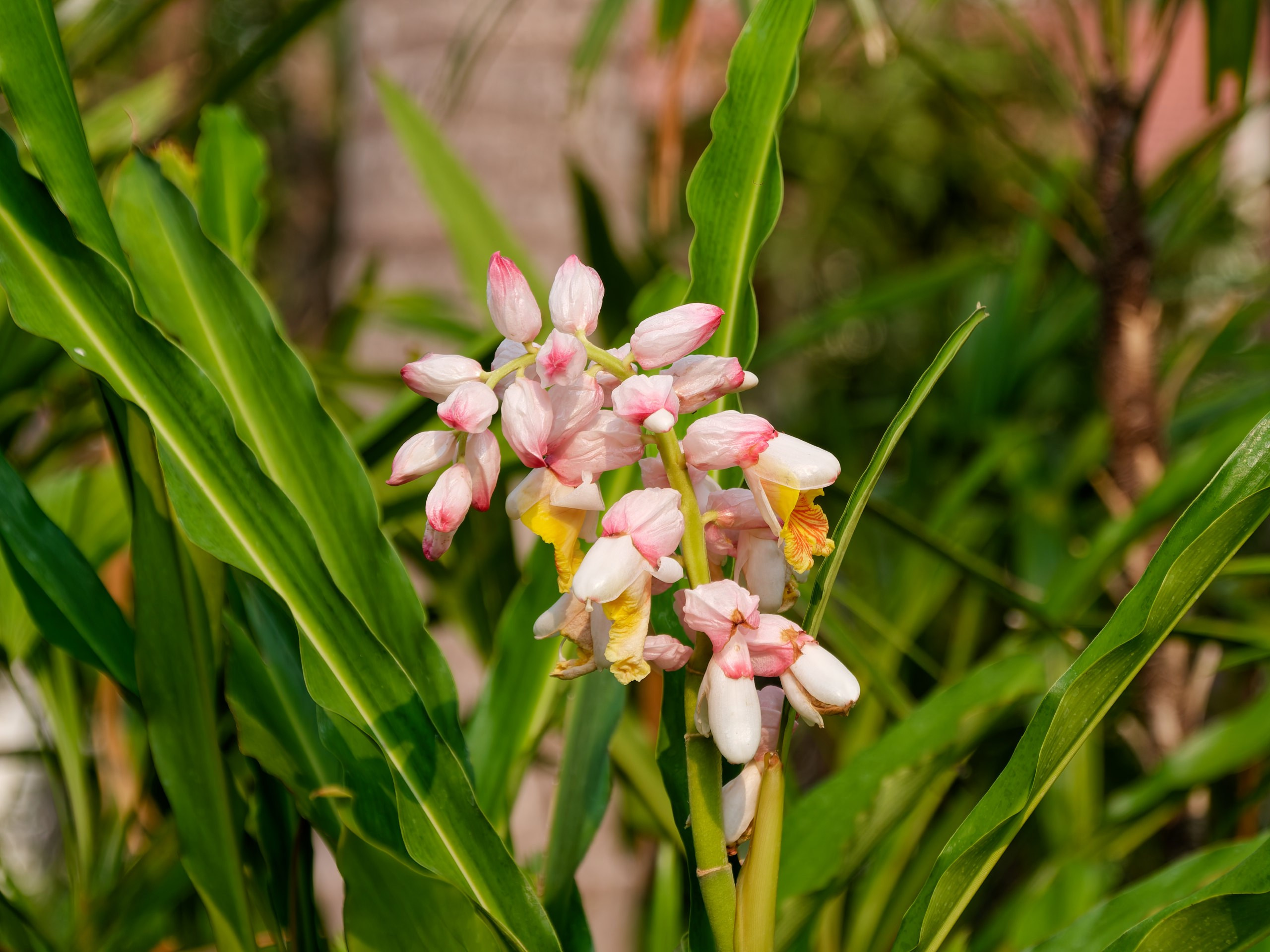 Хайнань 2026, флора, цветы и деревья. Фотопрогулки по Миру