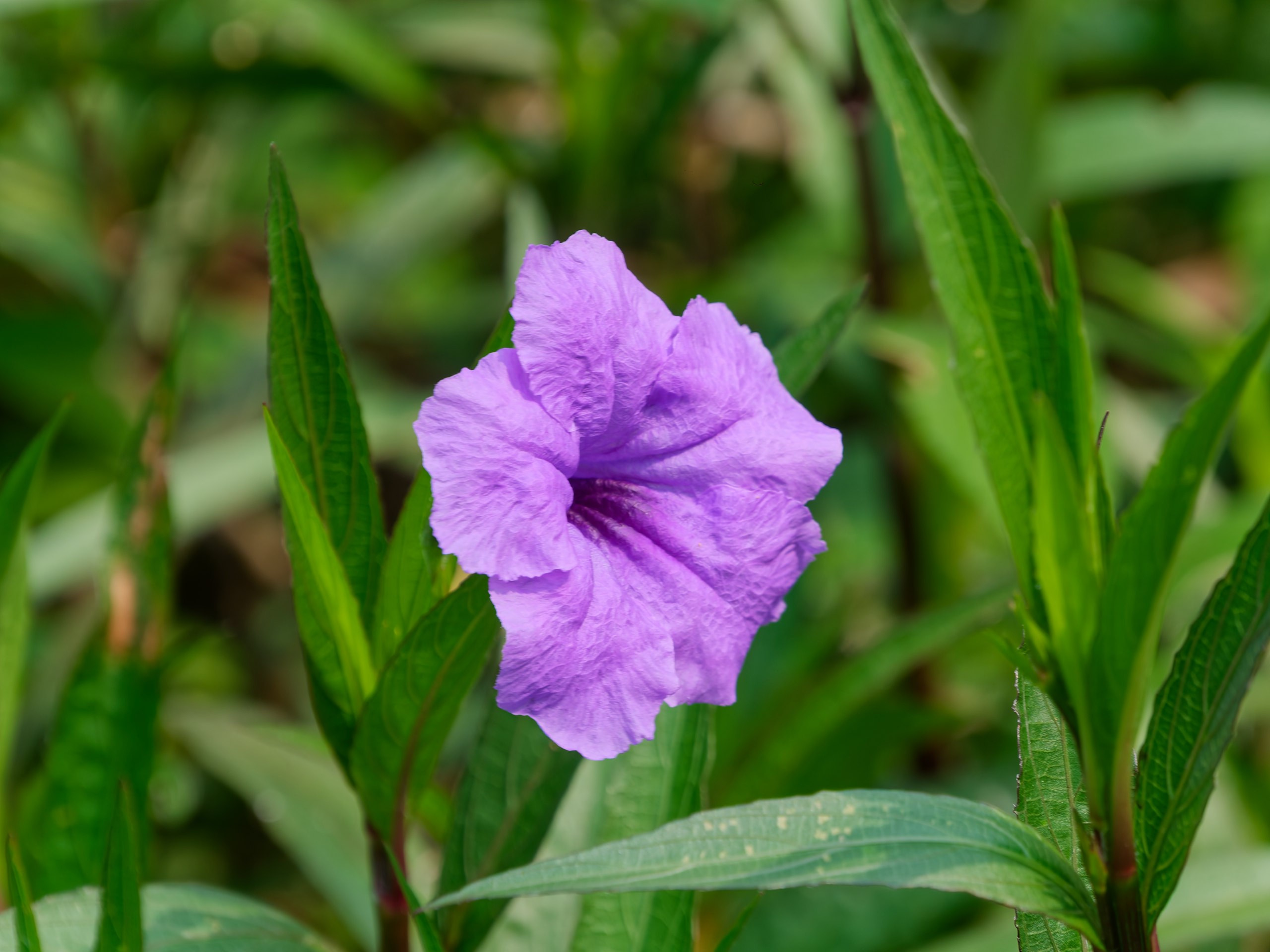 Хайнань 2026, флора, цветы и деревья. Фотопрогулки по Миру