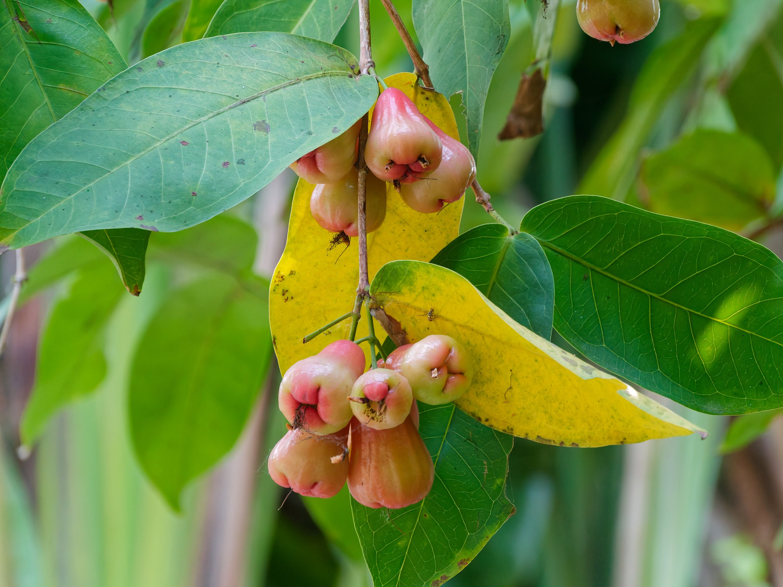 Хайнань 2026, Горячий источник DoubleTree by Hilton Lingshui. Фотопрогулки по Миру