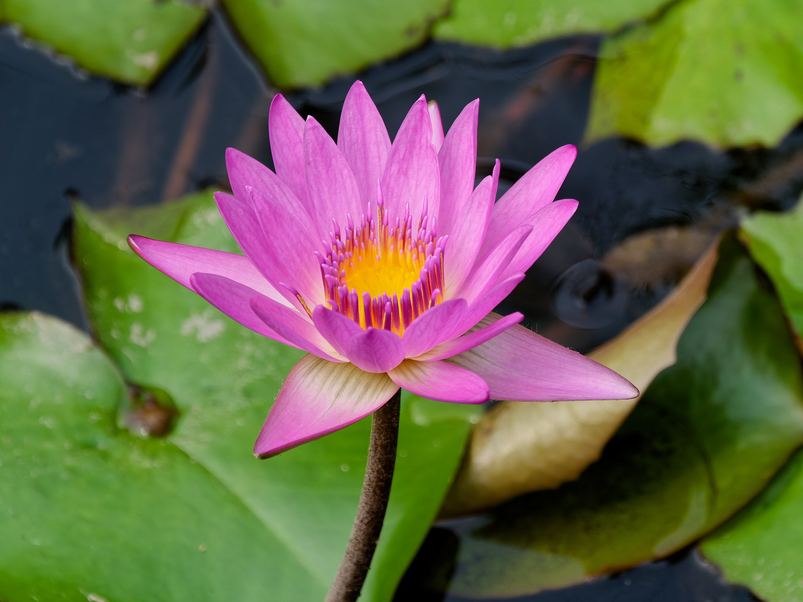 Хайнань 2026, флора, цветы и деревья. Фотопрогулки по Миру