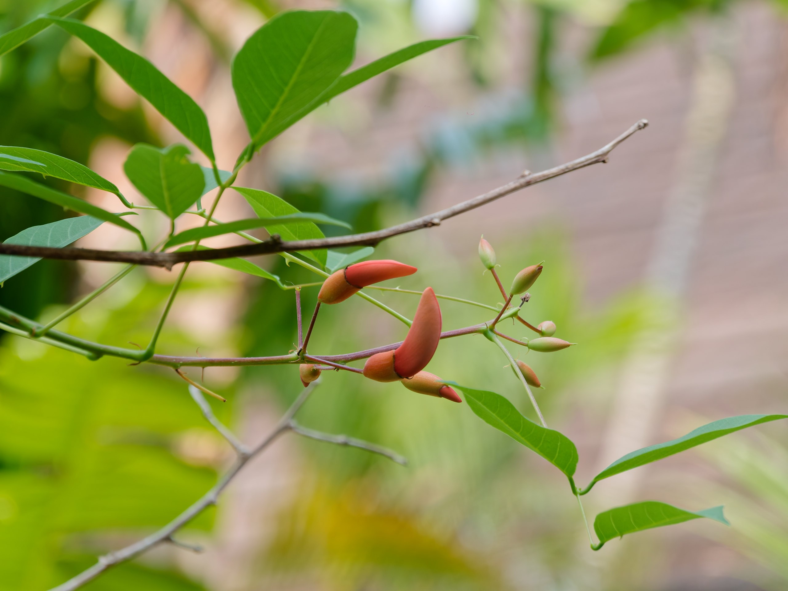 Хайнань 2026, флора, цветы и деревья. Фотопрогулки по Миру