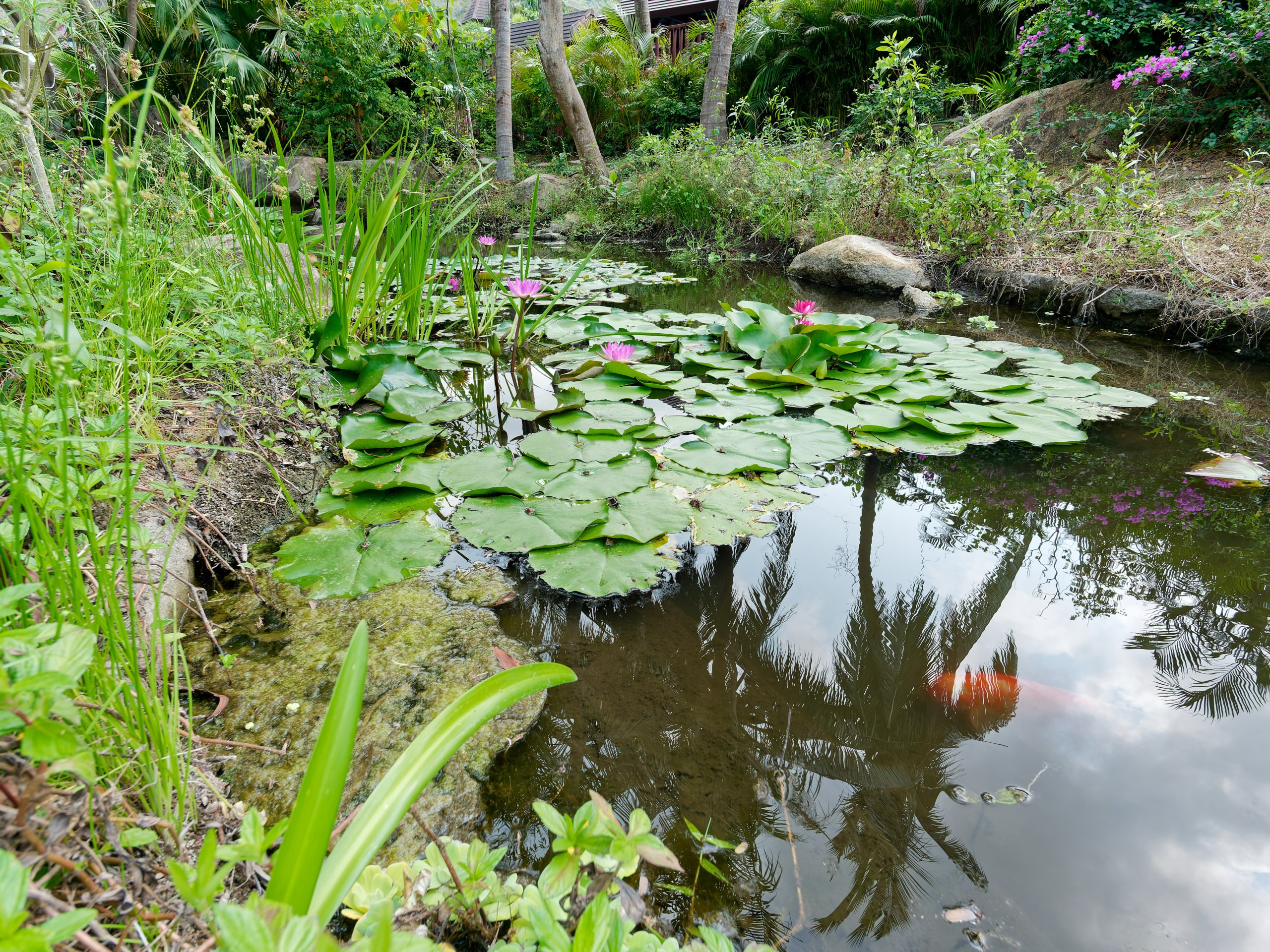 Хайнань 2026, флора, цветы и деревья. Фотопрогулки по Миру