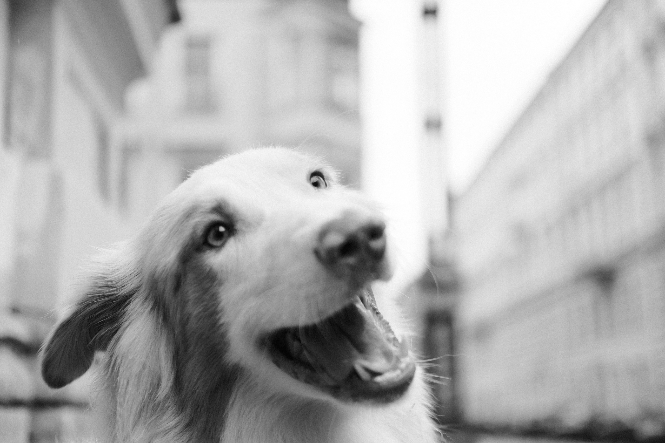 Кошки и собаки. Михаил Долганов