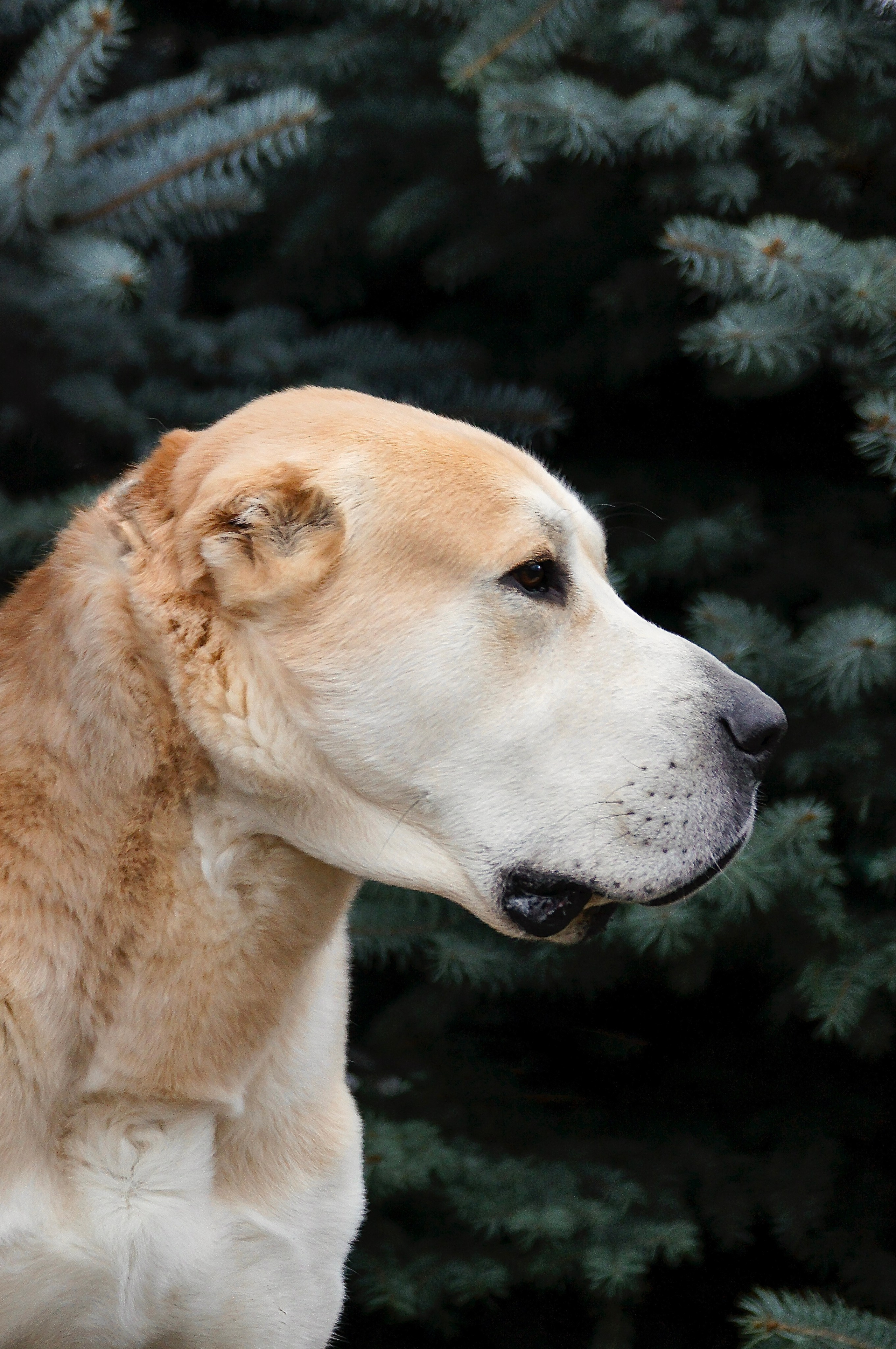 Собаки. Фотограф-анималист Нижний Новгород