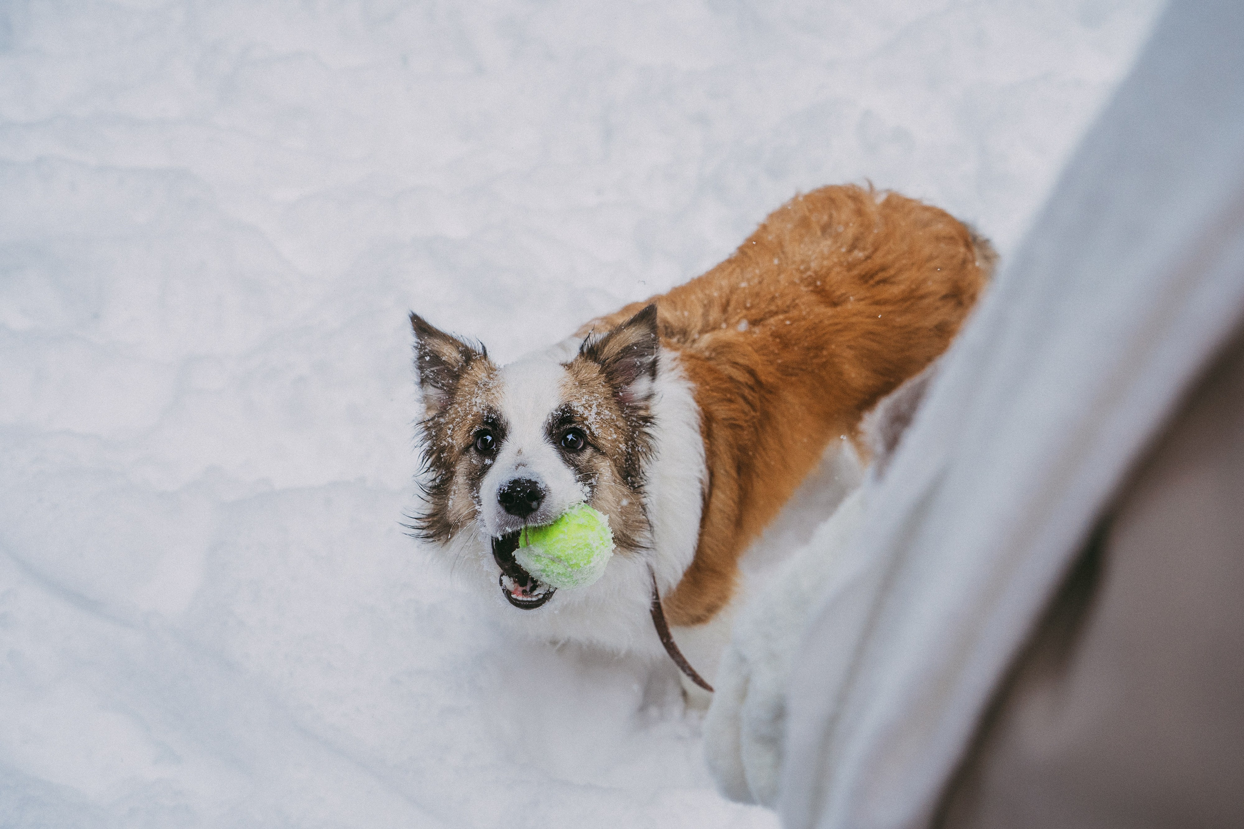 Катя, Анатолий и Елай. Фотограф анималист в Москве и Санкт-Петербурге Свиридова Анна