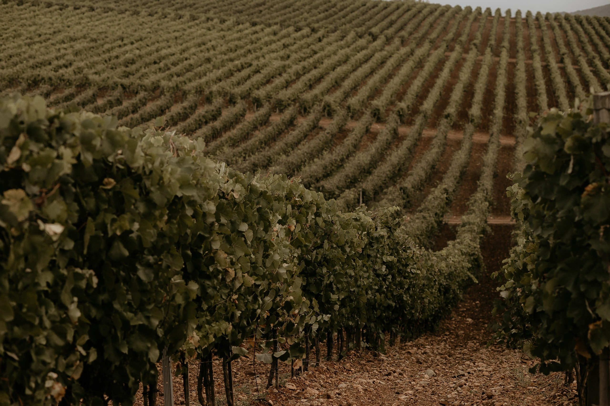 Wedding on winery. Свадебный фотограф в Севастополе и Крыму| Tanya Sher