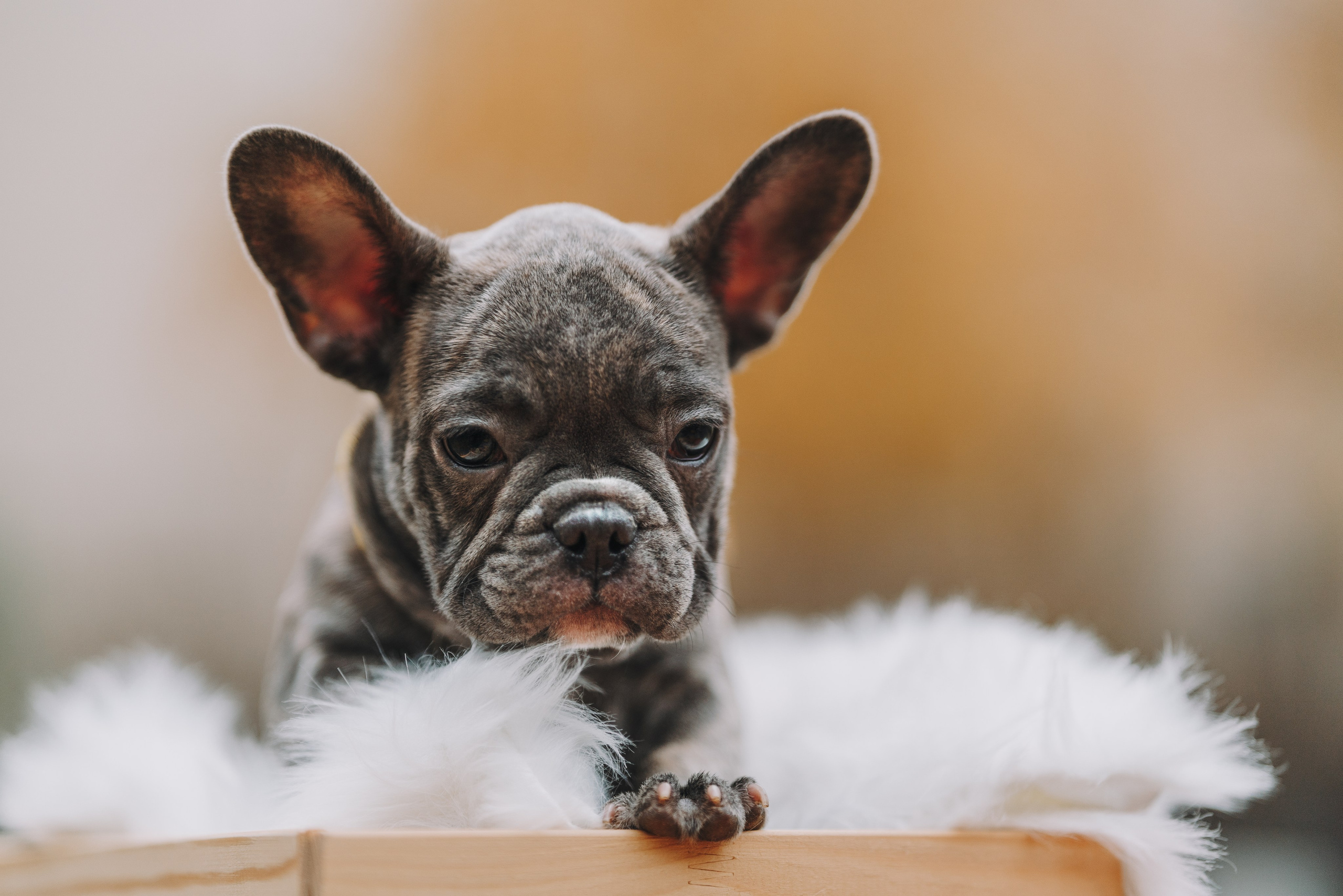 Французские бульдоги. Фотограф анималист Осипчикова Мария