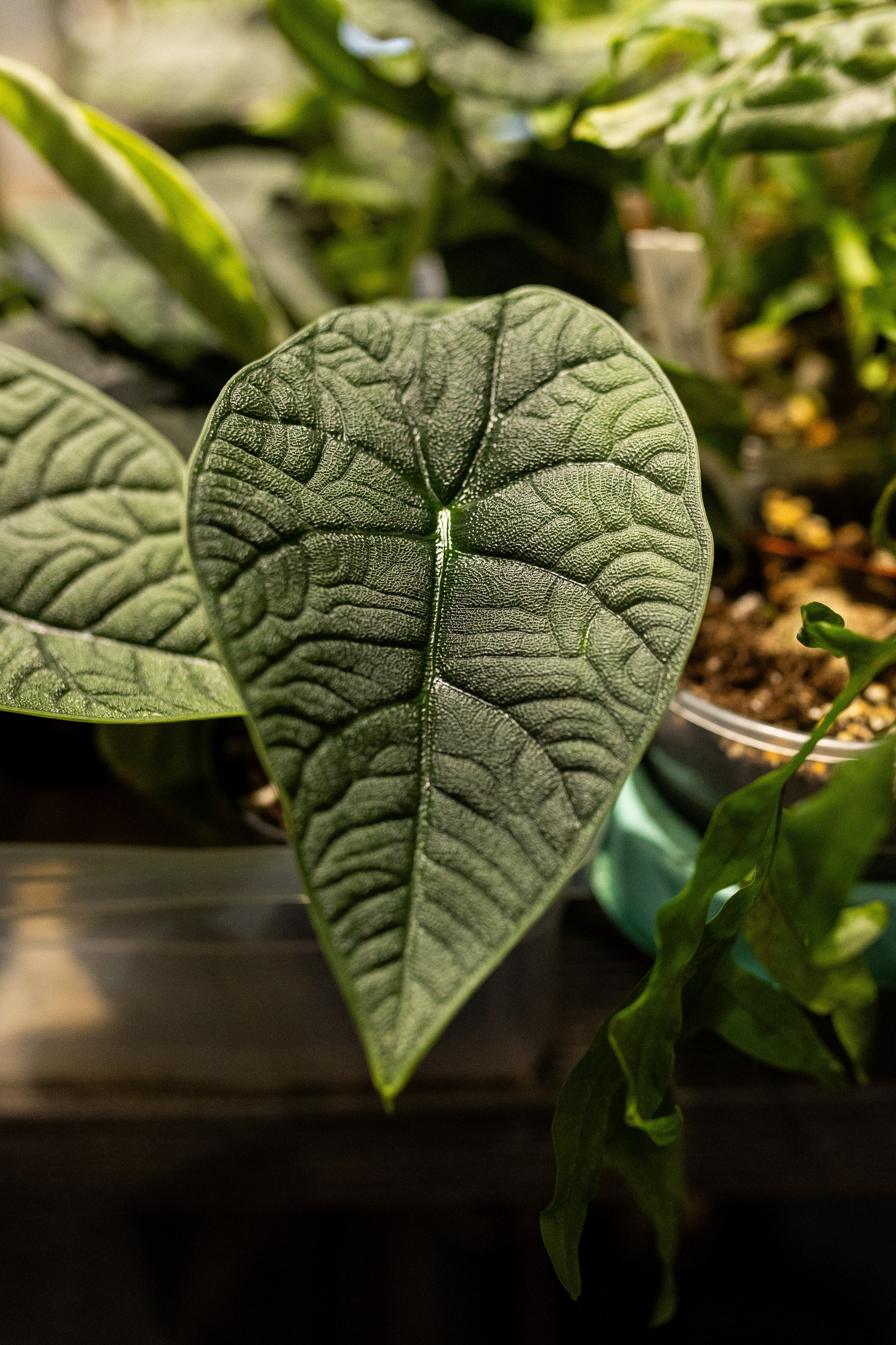 GreenRare ярмарка 2024. Александра Куликова фотограф, Москва