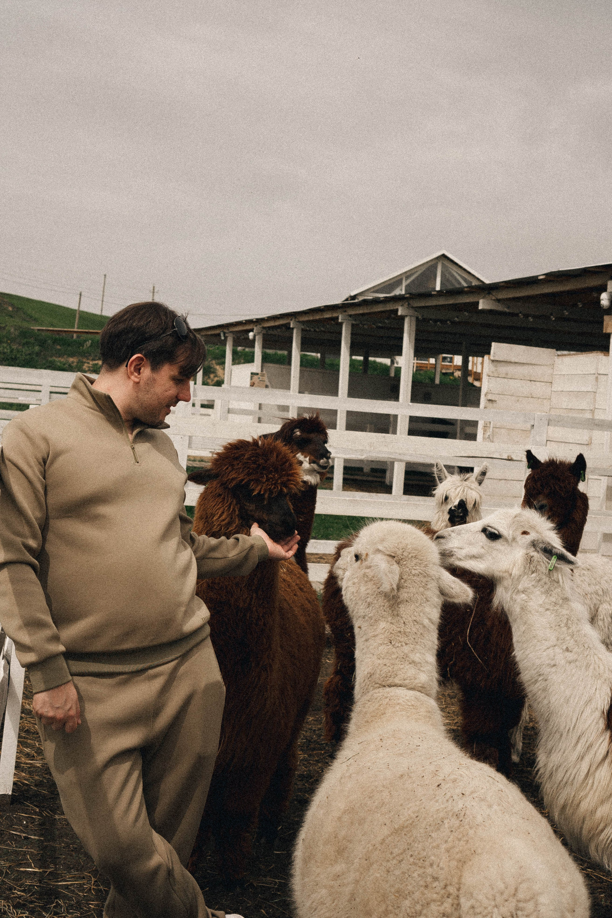 Ферма Альпак. Профессиональный фотограф, Санкт-Петербург — Виктория Богомолова