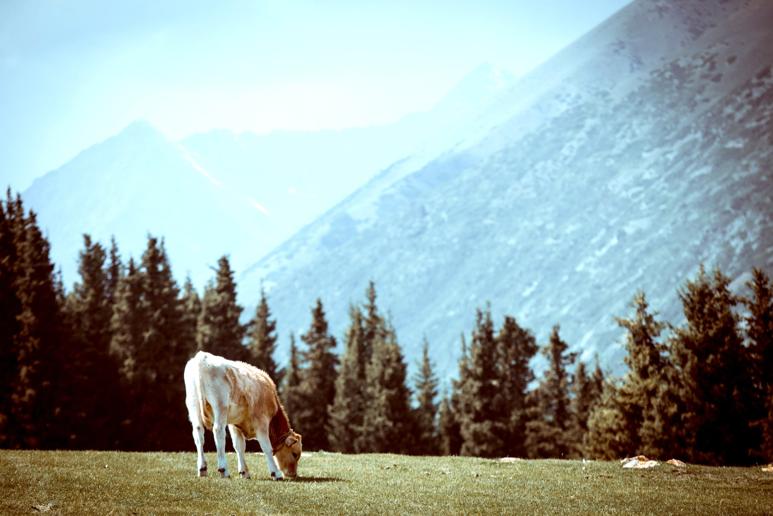 Этно Свадьба. Свадебный и Семейный Фотограф в Краснодаре