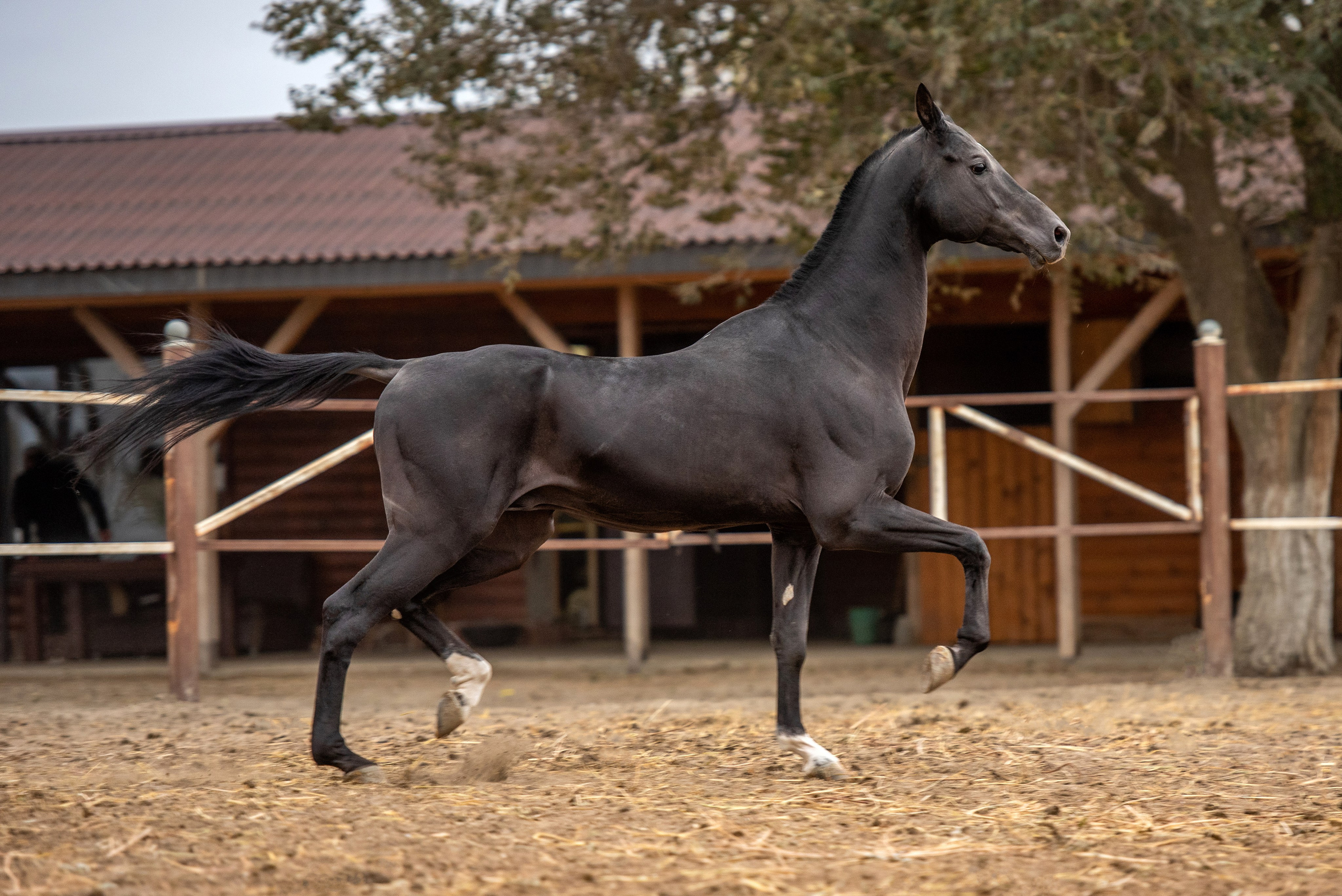 Фотосъемка лошадей. Фотограф с лошадьми в Калининграде Татьяна Ларина
