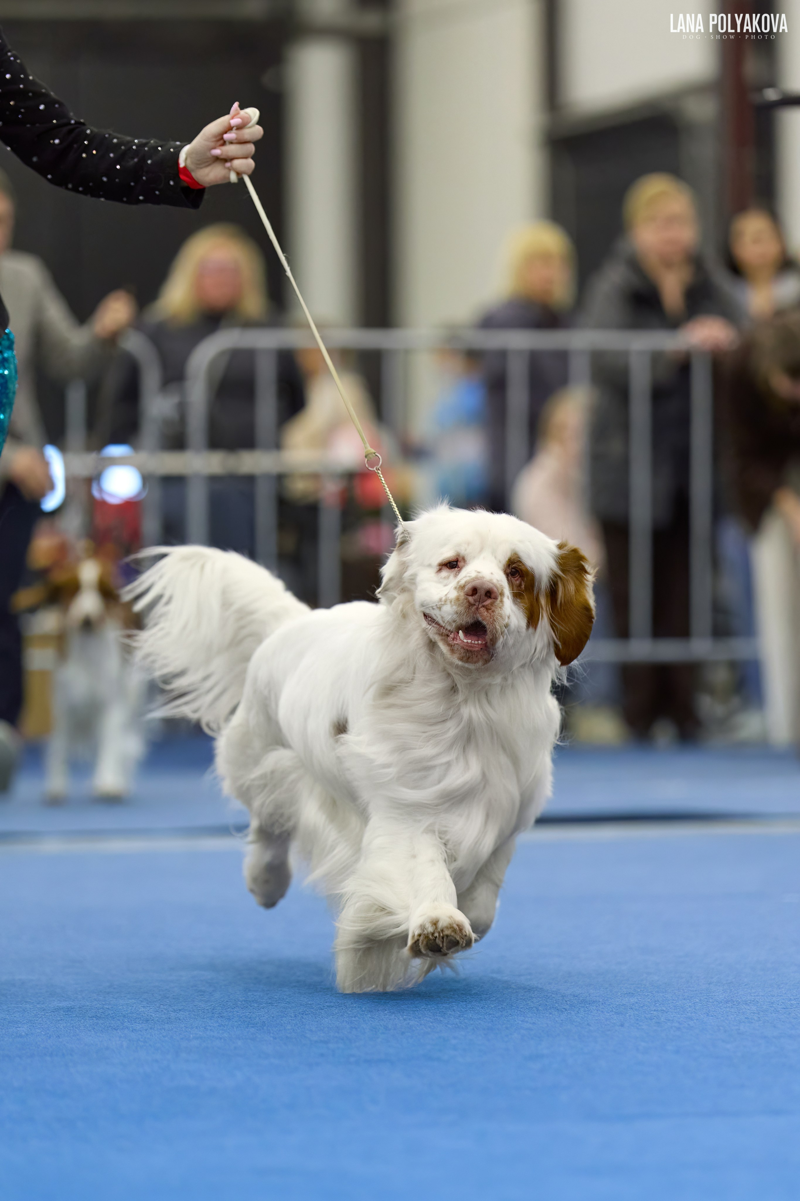 ГРАН ПРИ ВЕСЕННИЙ ПЕТЕРБУРГ 2026. ФОТОГРАФ-АНИМАЛИСТ l LANA POLYAKOVA