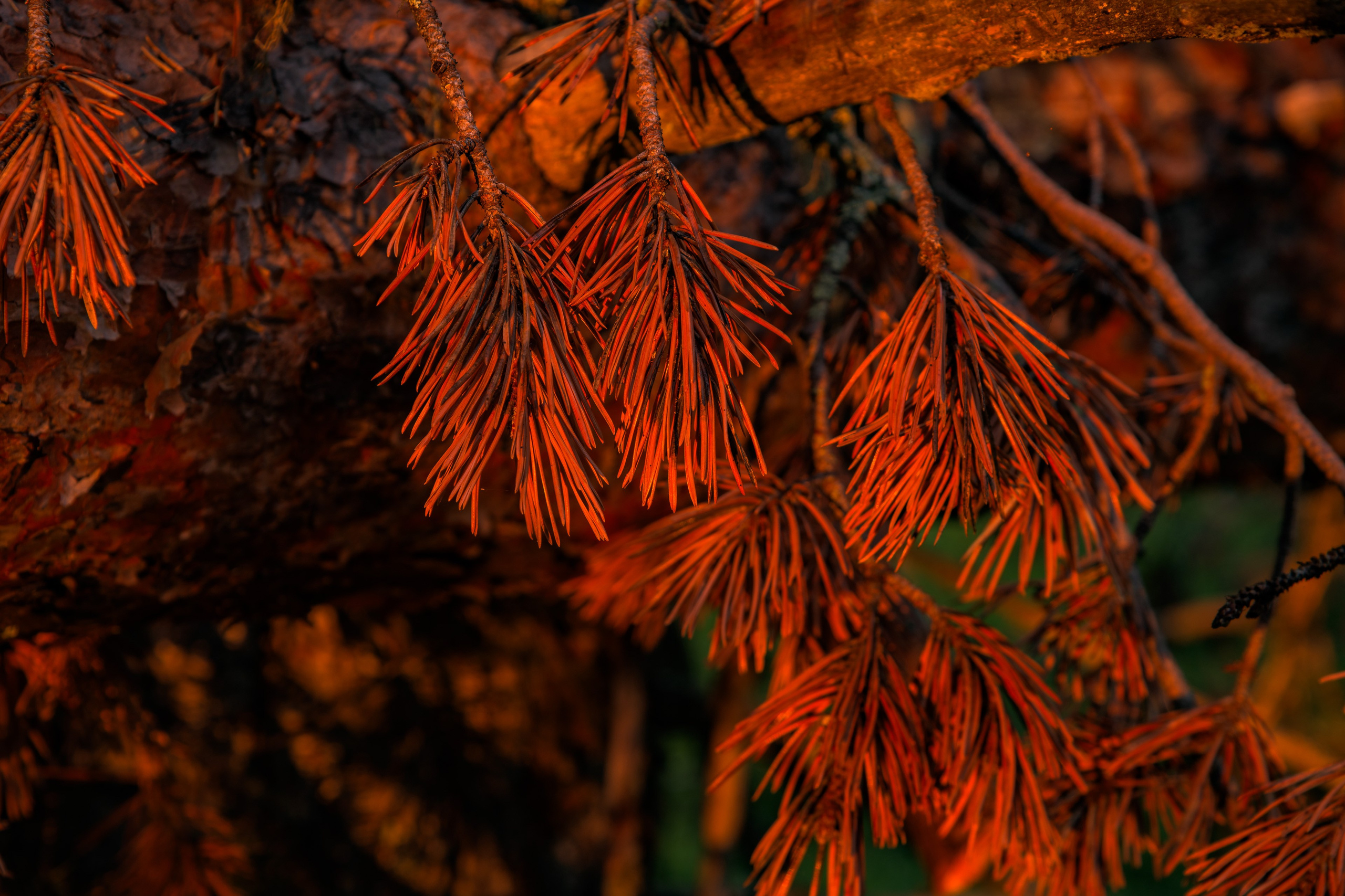 Лето. Северные Ночи