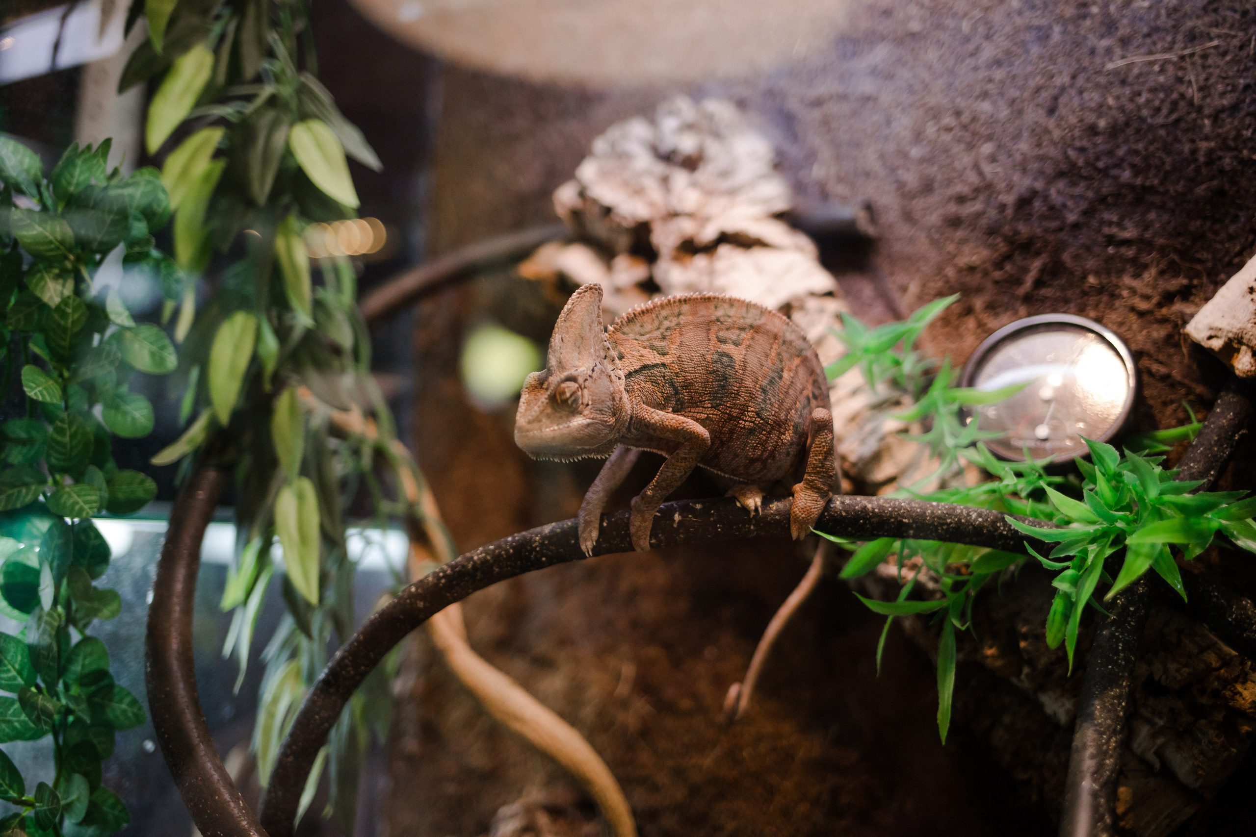 День рождения. Семейный и детский фотограф в Москве Кузьмина Мария