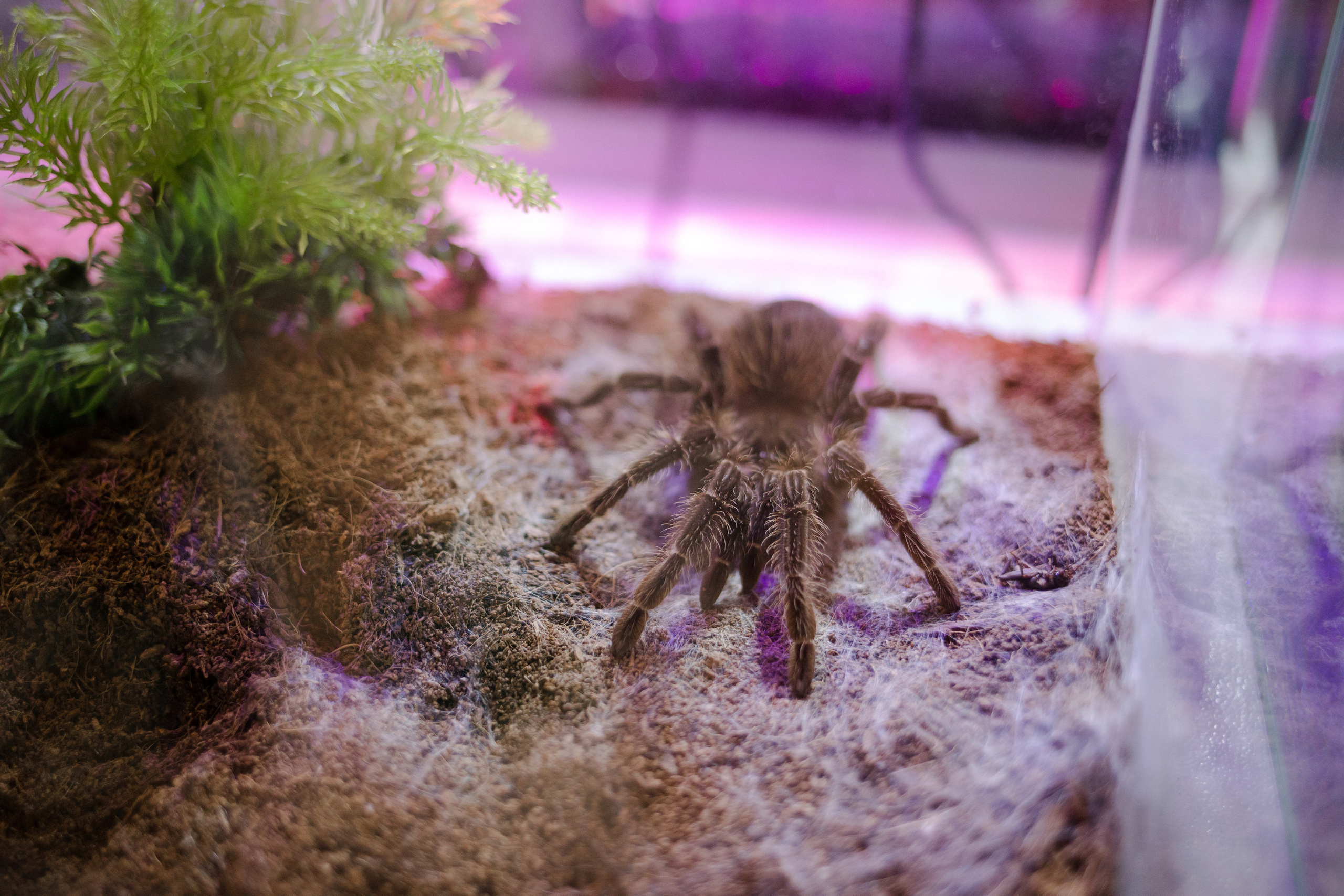 День рождения. Семейный и детский фотограф в Москве Кузьмина Мария