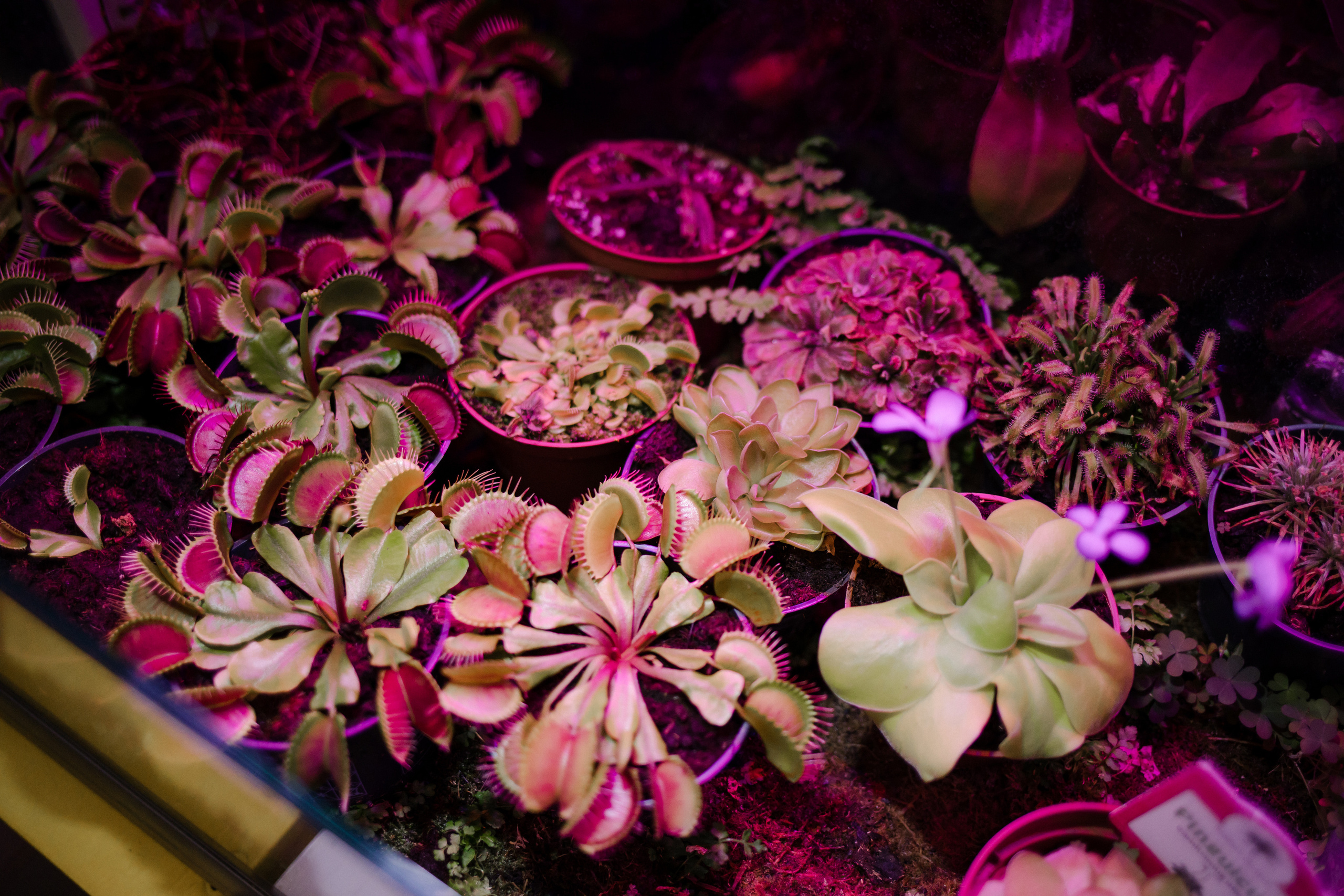 День рождения. Семейный и детский фотограф в Москве Кузьмина Мария